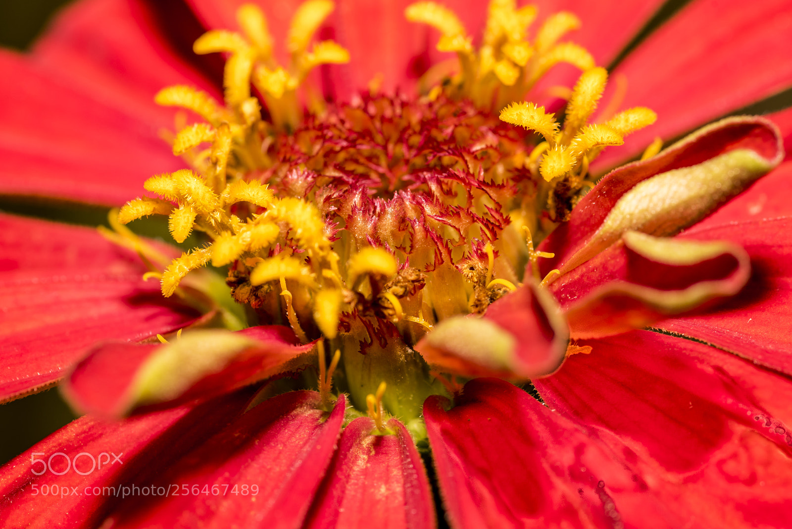 Nikon D750 sample photo. Gorgeous red photography
