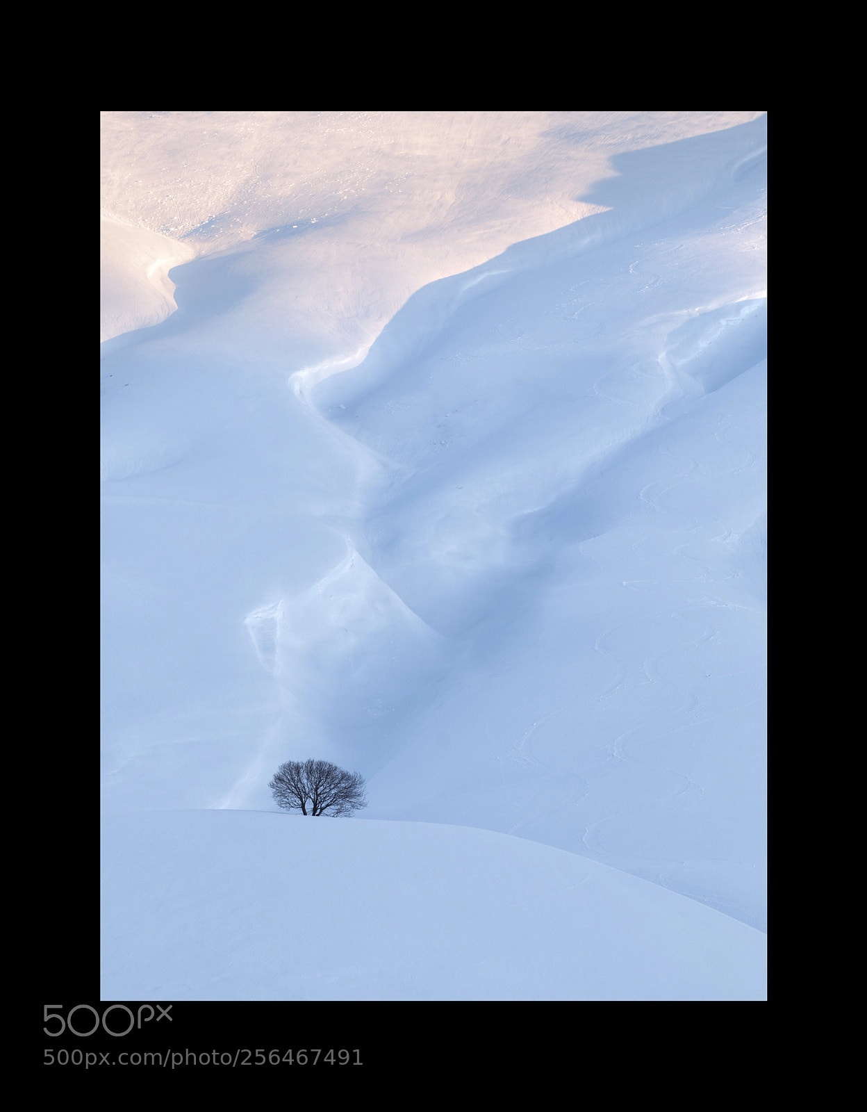 Canon EOS M5 sample photo. Lonely tree photography