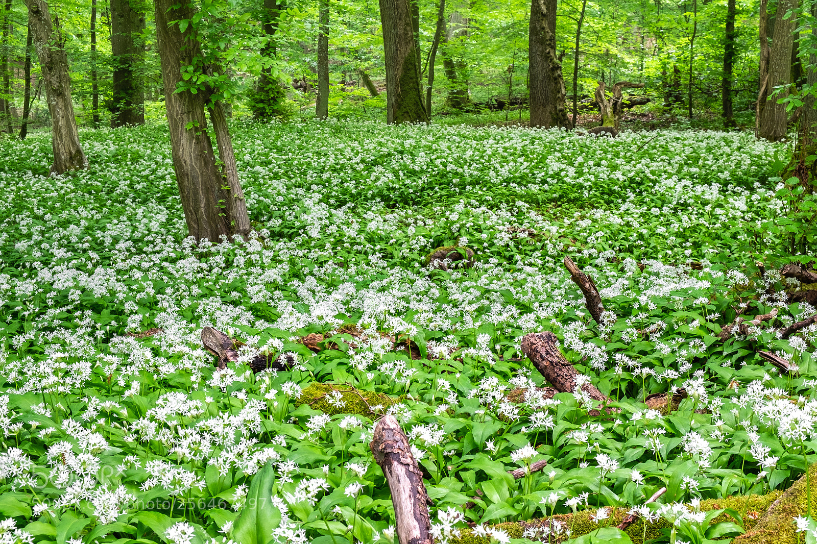 Fujifilm X-T1 sample photo. Wild garlic photography