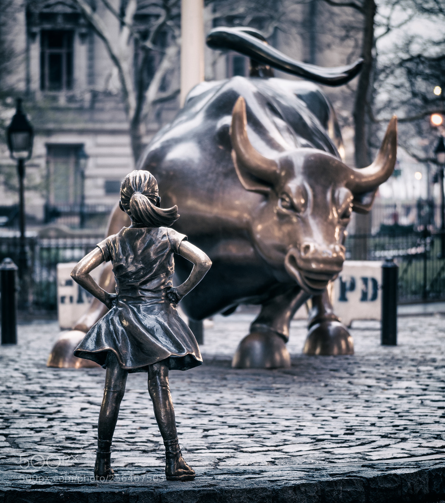 Nikon D750 sample photo. Charging bull and fearless photography