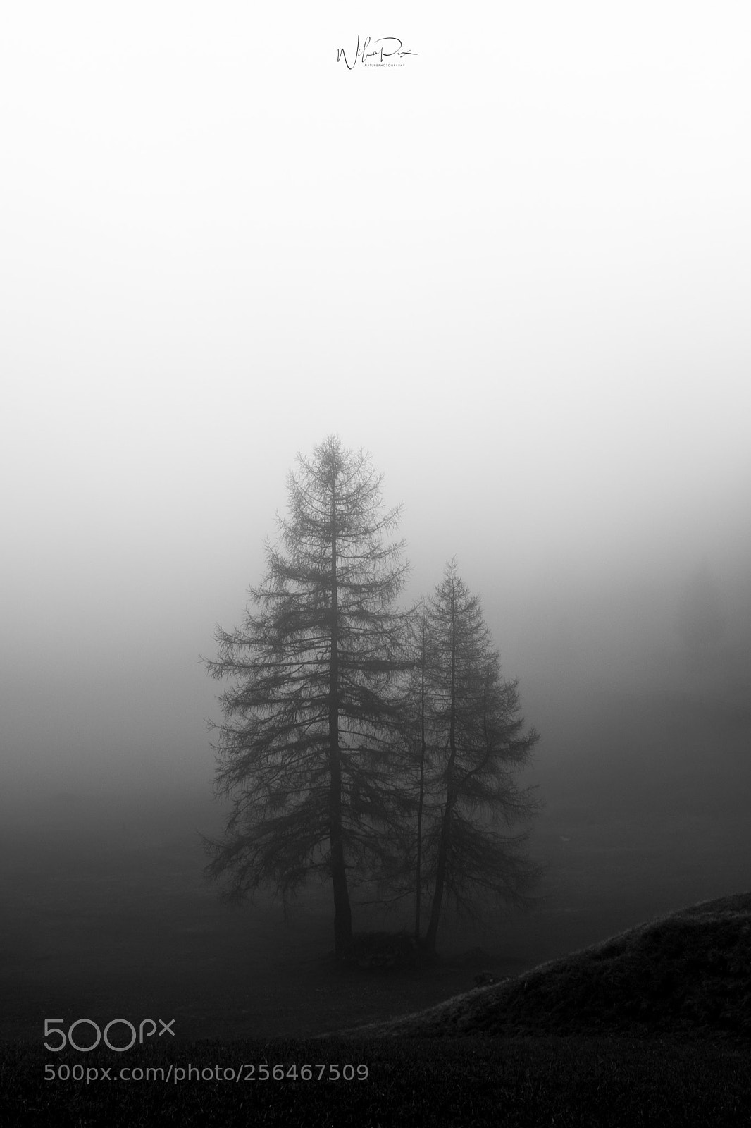 Nikon D500 sample photo. On a misty morning photography