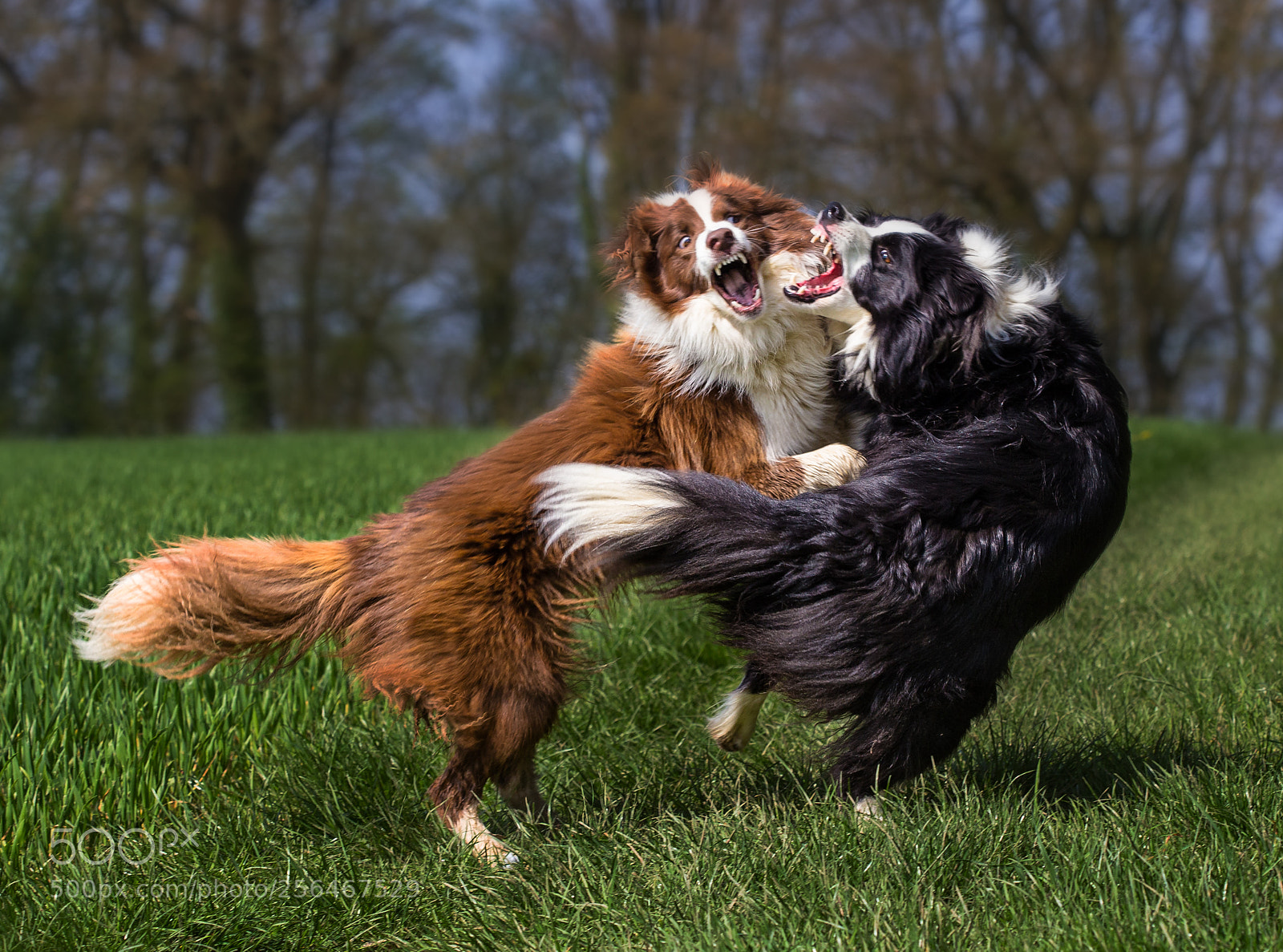 Canon EOS 6D sample photo. Playing together photography