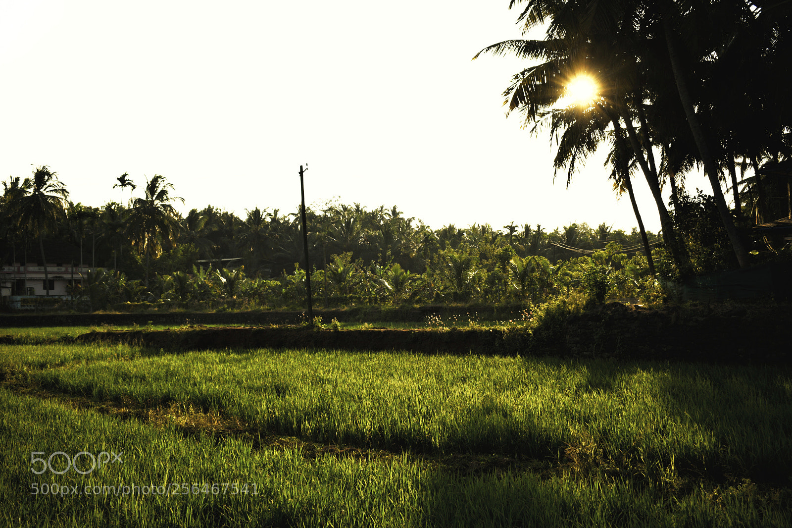 Nikon D3300 sample photo. Sunshine photography