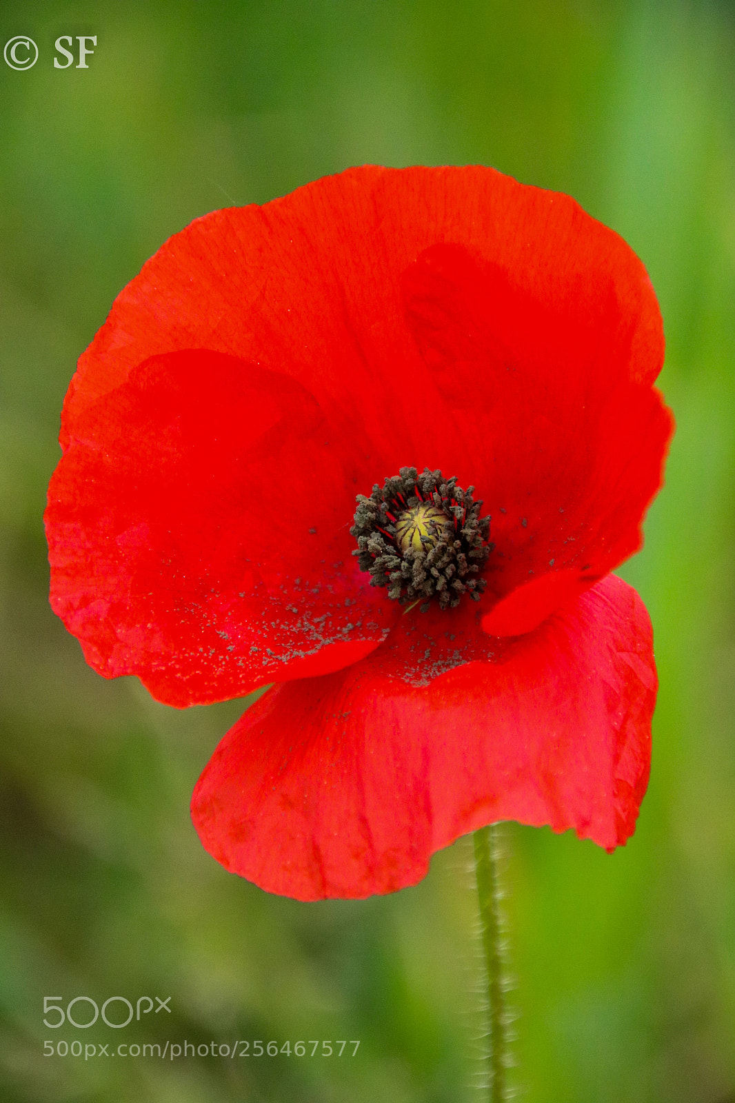 Canon EOS 750D (EOS Rebel T6i / EOS Kiss X8i) sample photo. The first papaver blossom photography
