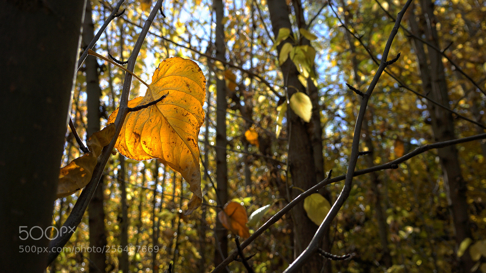 Sony Alpha a3500 sample photo. Untitled photography
