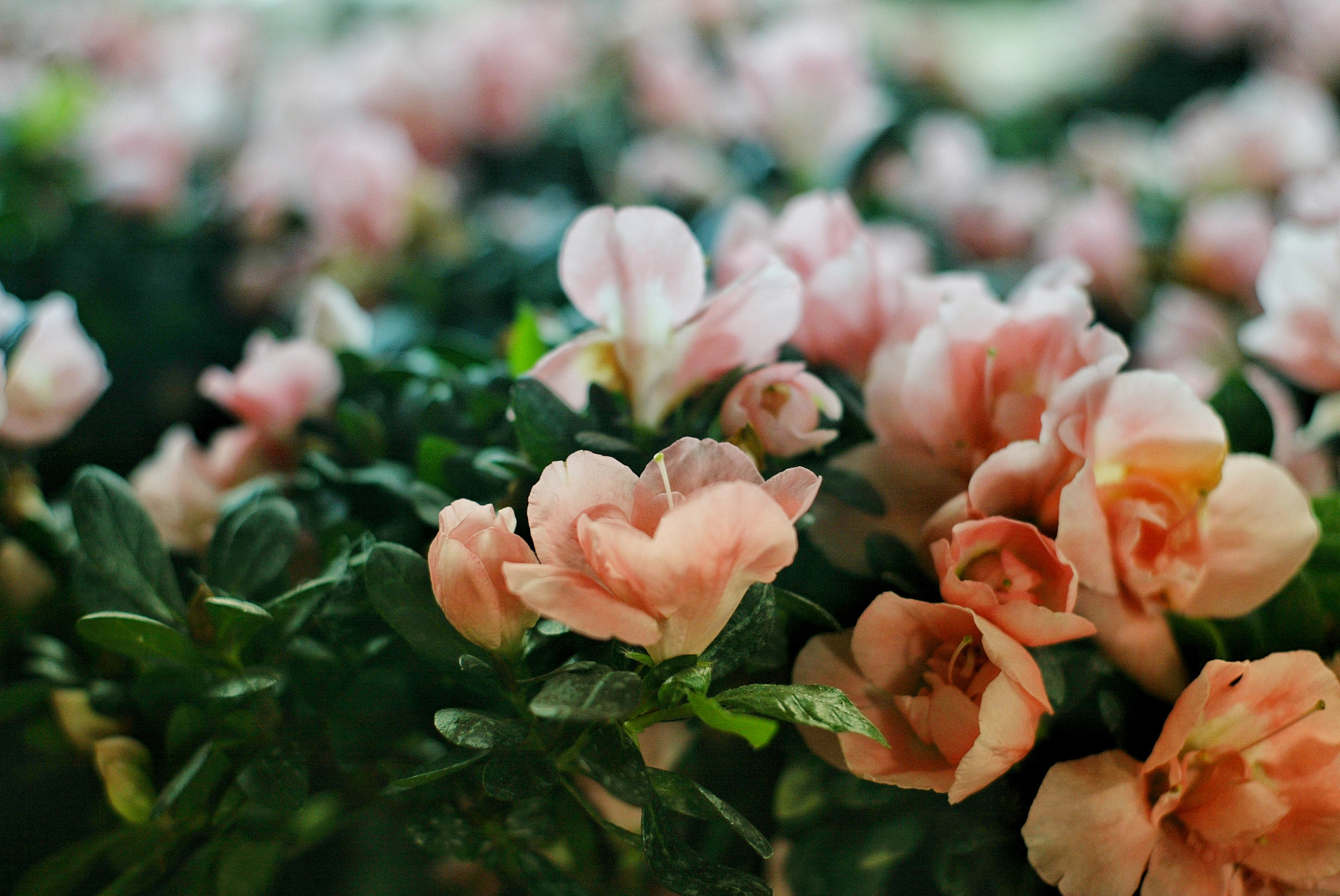 Canon EOS-1D sample photo