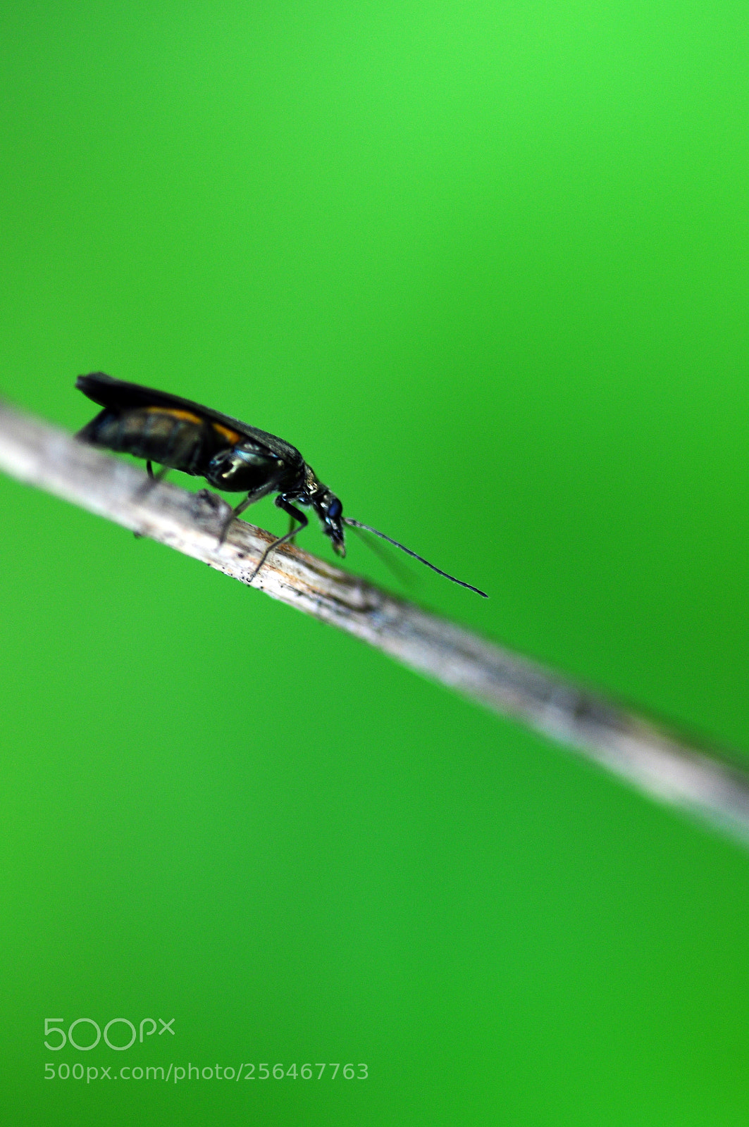 Nikon D90 sample photo. Funambule photography