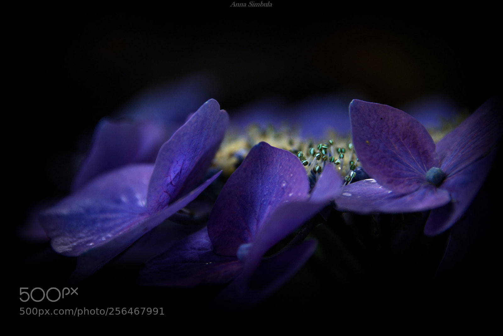 Nikon D610 sample photo. Ortensie photography