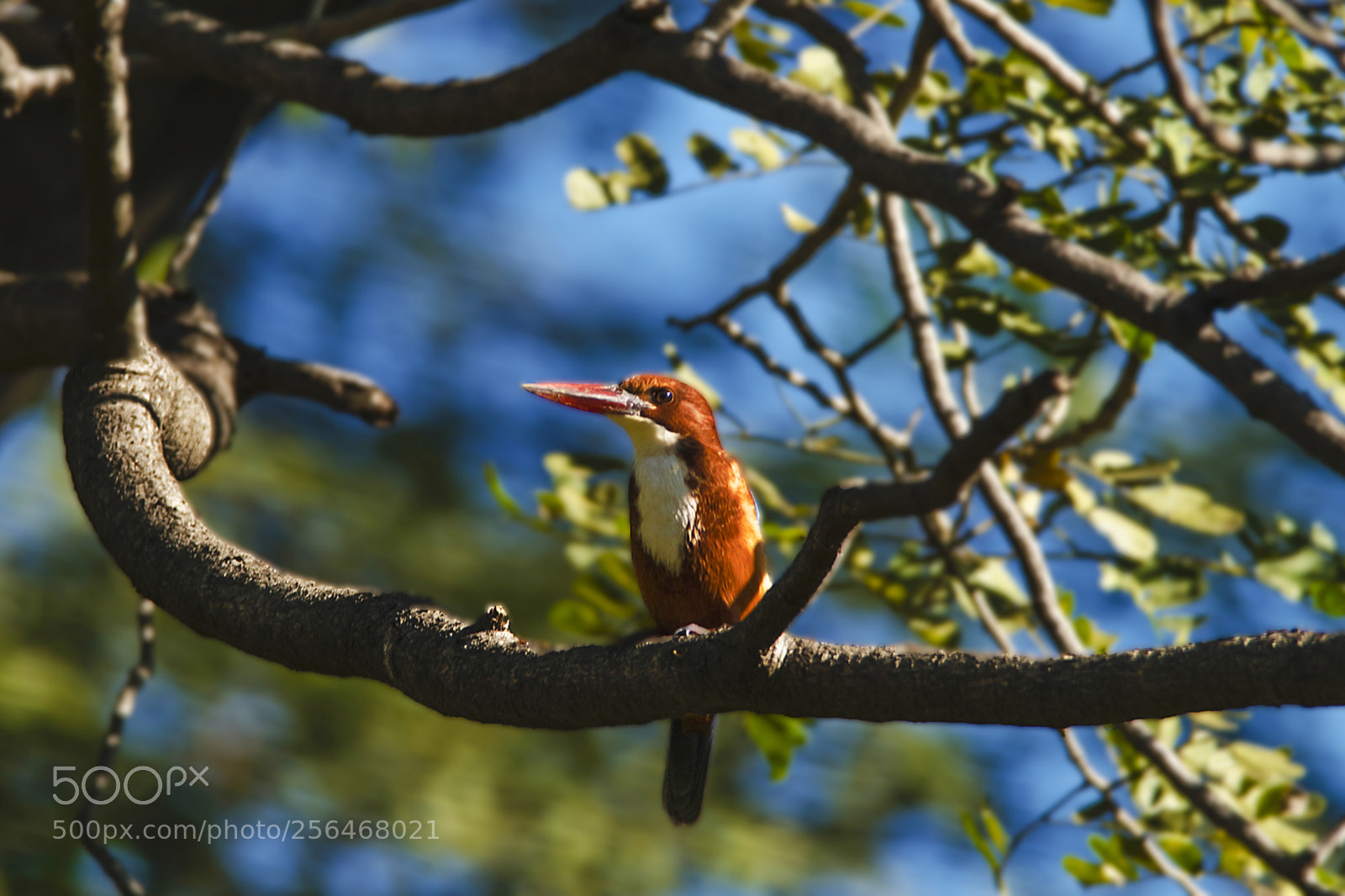 Nikon D300 sample photo. The kingfisher photography