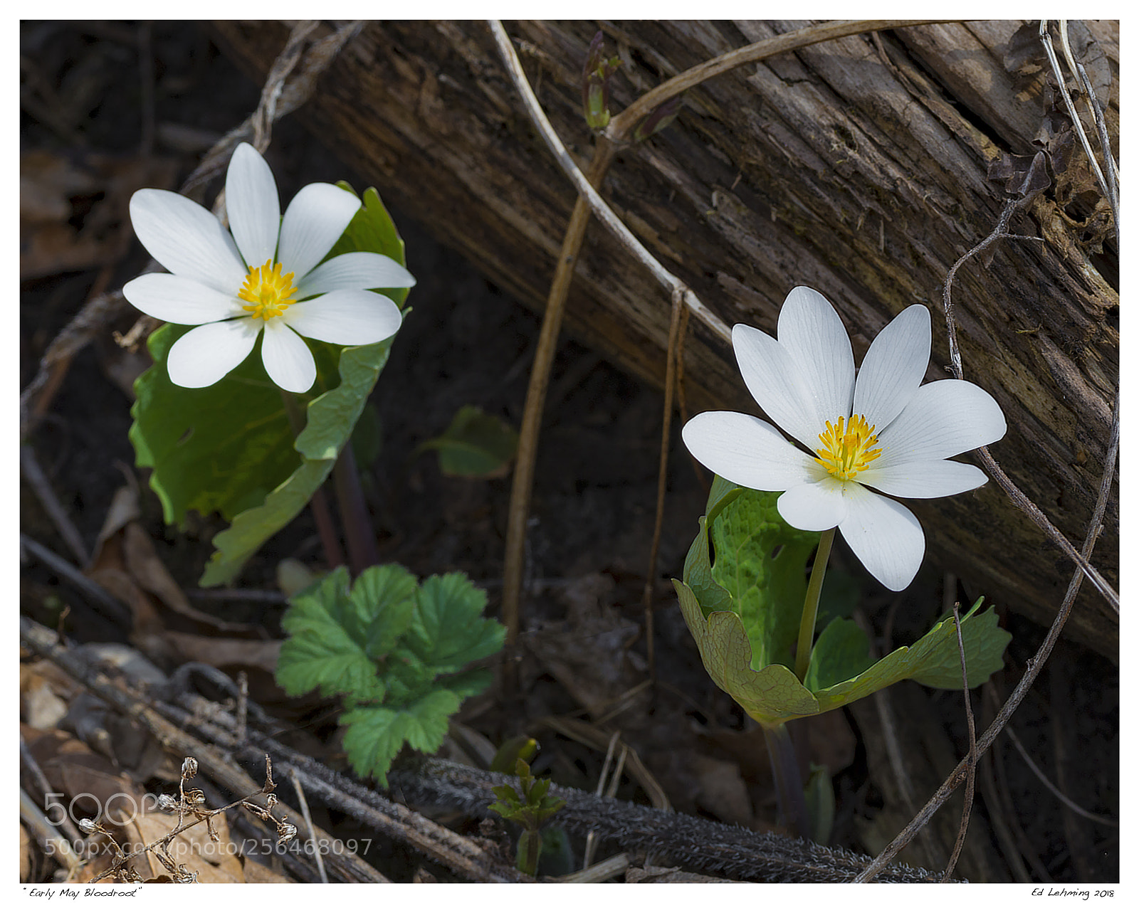 Nikon D800 sample photo. Early may bloodroot photography