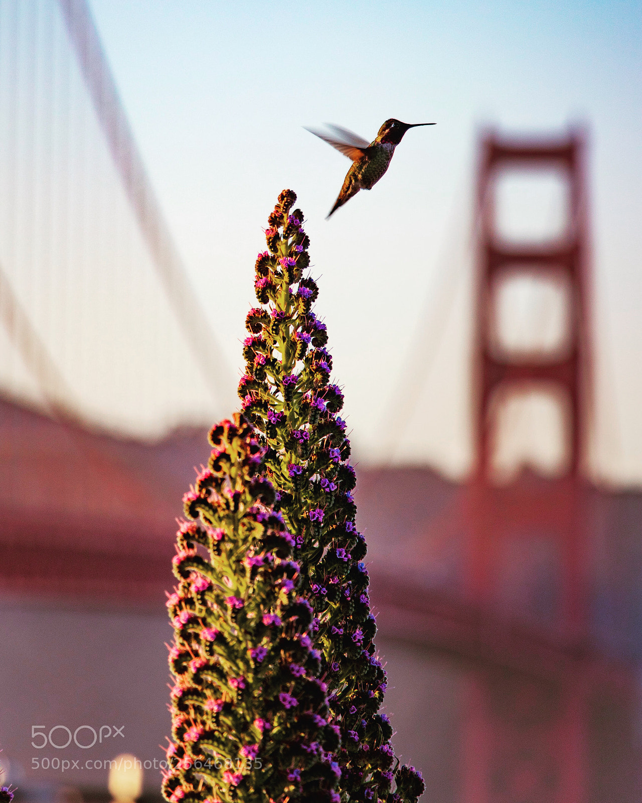 Canon EOS 80D sample photo. Hummingbird at the goldengatebridge photography