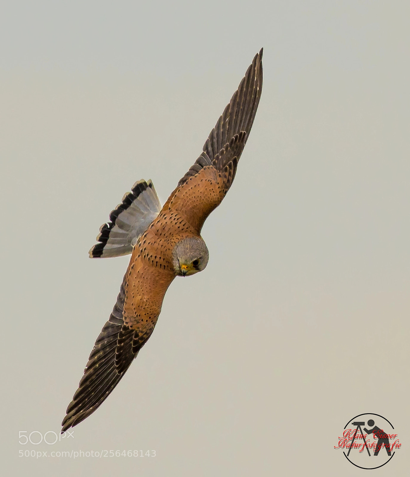Canon EOS 5D Mark IV sample photo. Turmfalke / common kestrel photography