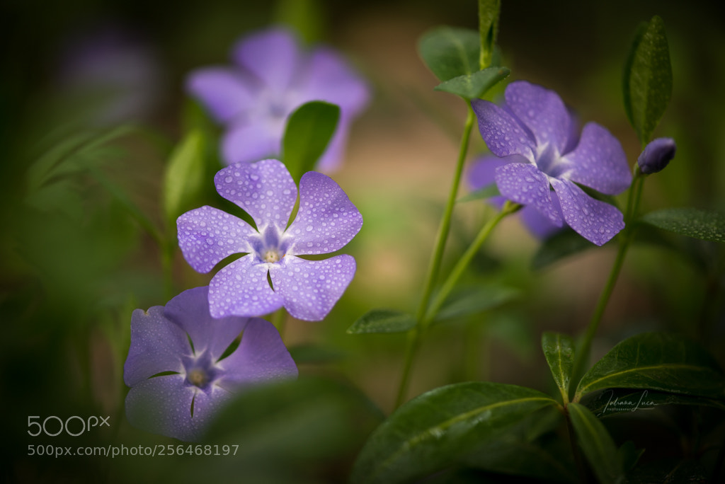 Nikon D610 sample photo. Vinca minoris photography
