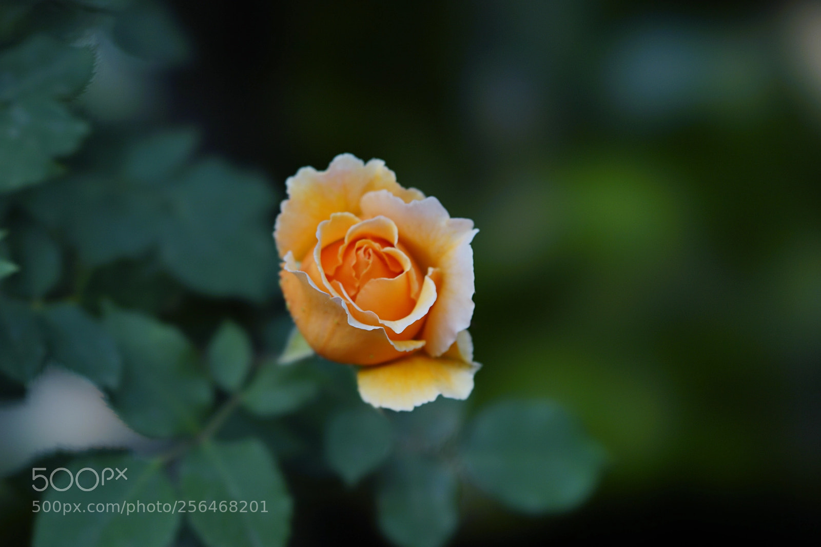 Sony a7 II sample photo. 柔美 photography