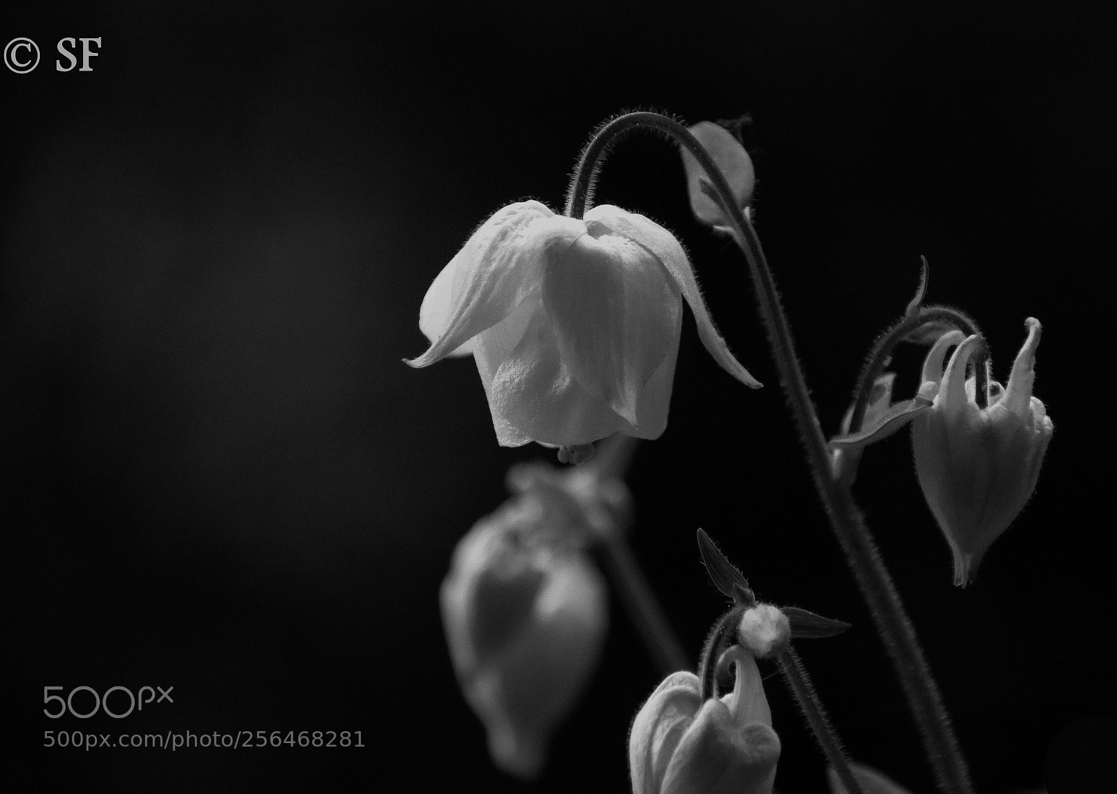 Canon EOS 750D (EOS Rebel T6i / EOS Kiss X8i) sample photo. The columbine in black photography