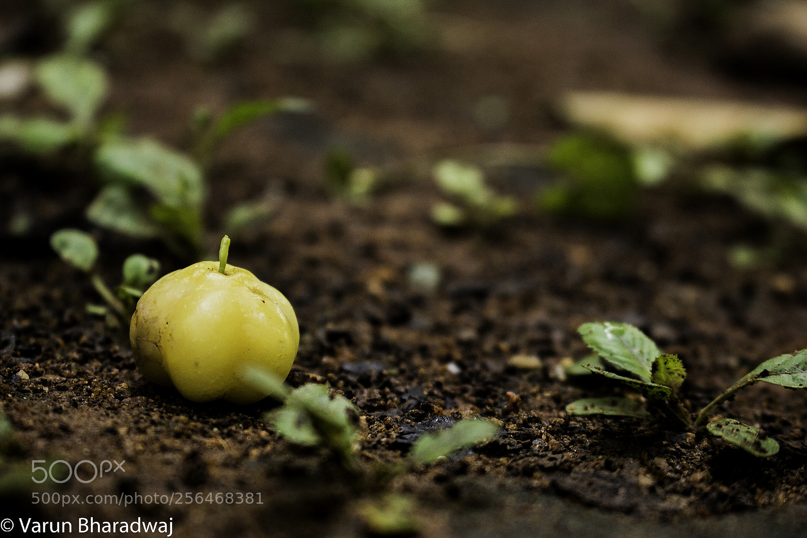 Canon EOS 70D sample photo. The fallen goose berry photography