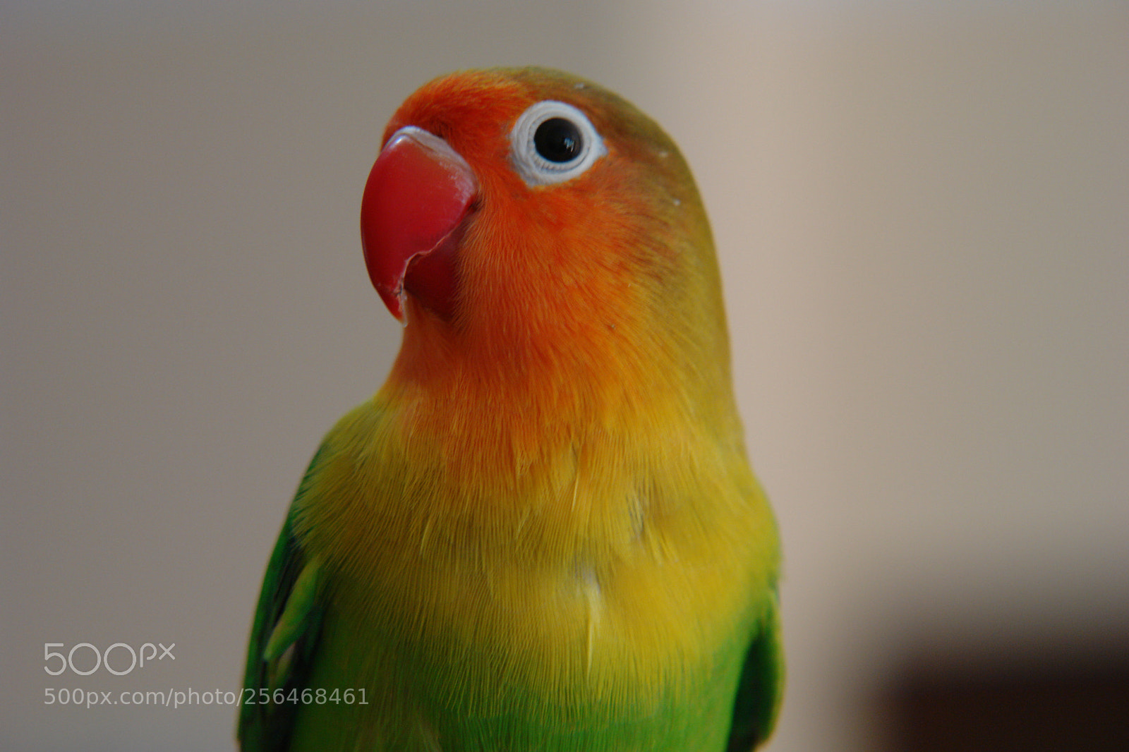 Sony DSC-R1 sample photo. Untitled photography