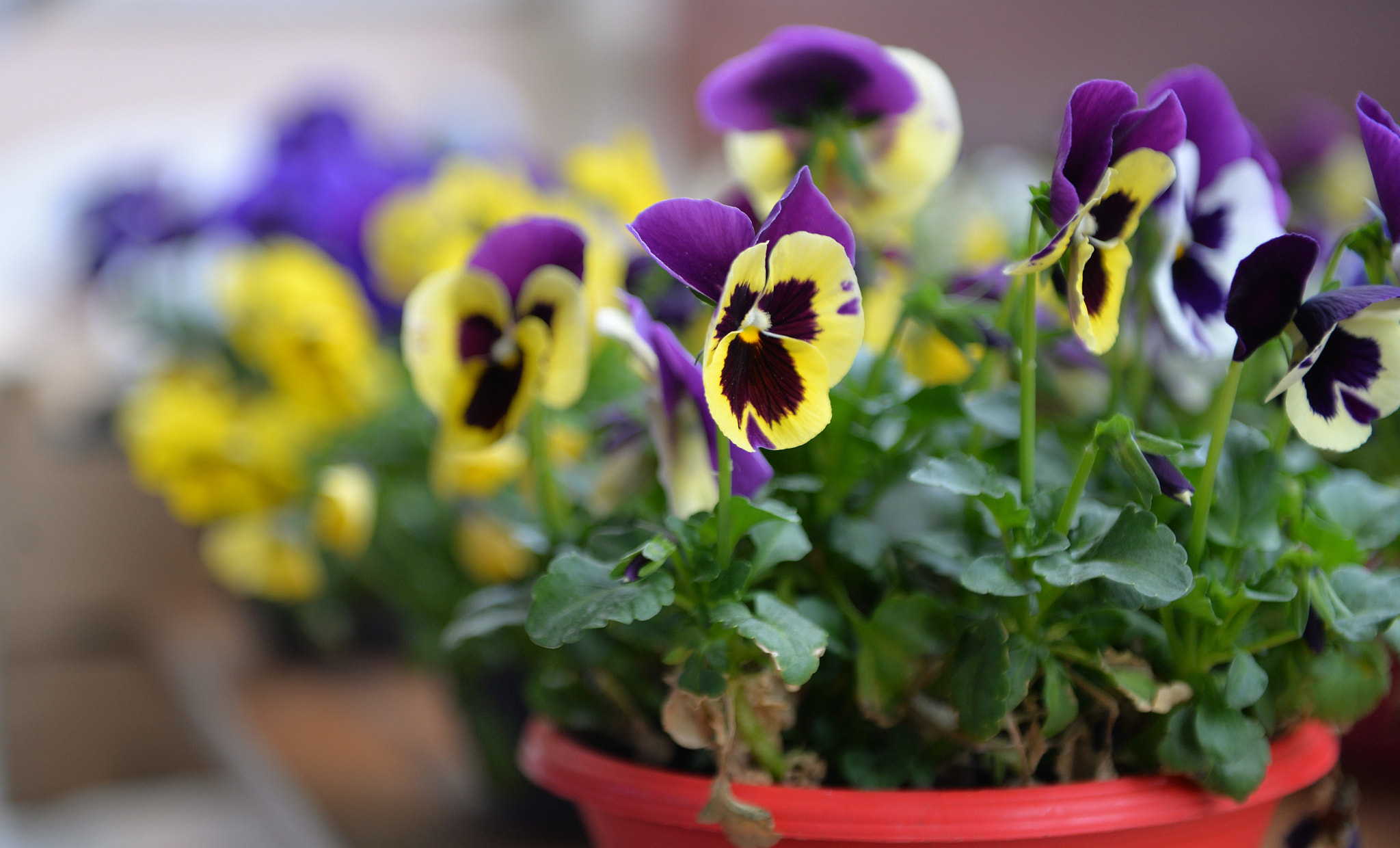 Nikon AF-S Nikkor 24-70mm F2.8G ED sample photo. Dsc photography