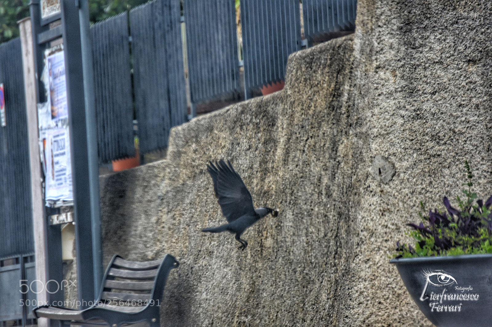 Nikon D7200 sample photo. In cerca di sopravvivenza photography