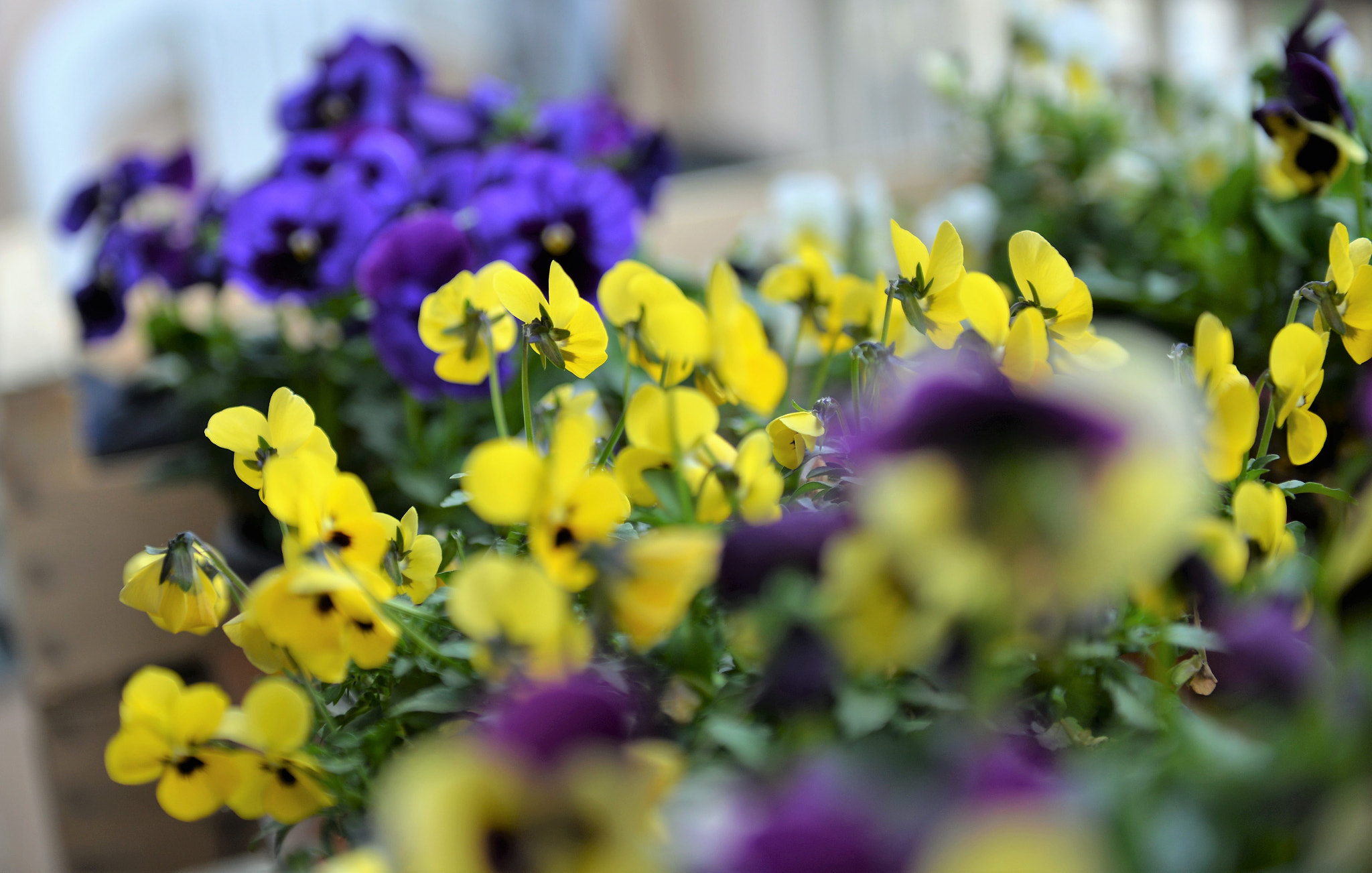 Nikon AF-S Nikkor 24-70mm F2.8G ED sample photo. Dsc photography