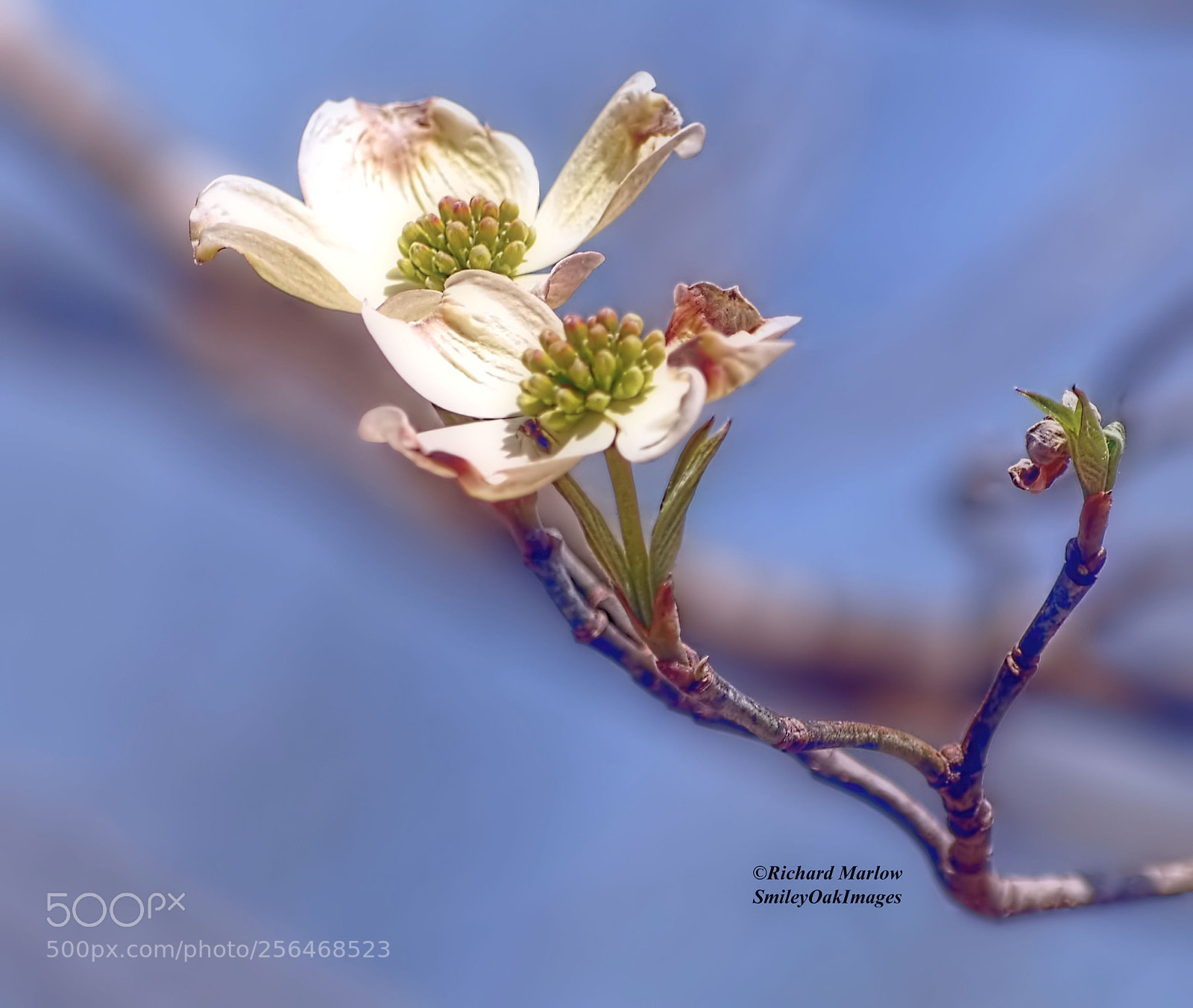 Nikon D5000 sample photo. Spring dogwood bloom photography