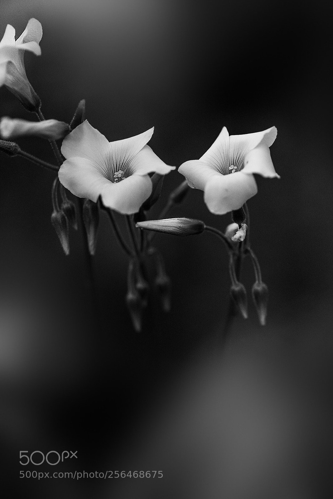 Nikon D810 sample photo. Floral dance  photography