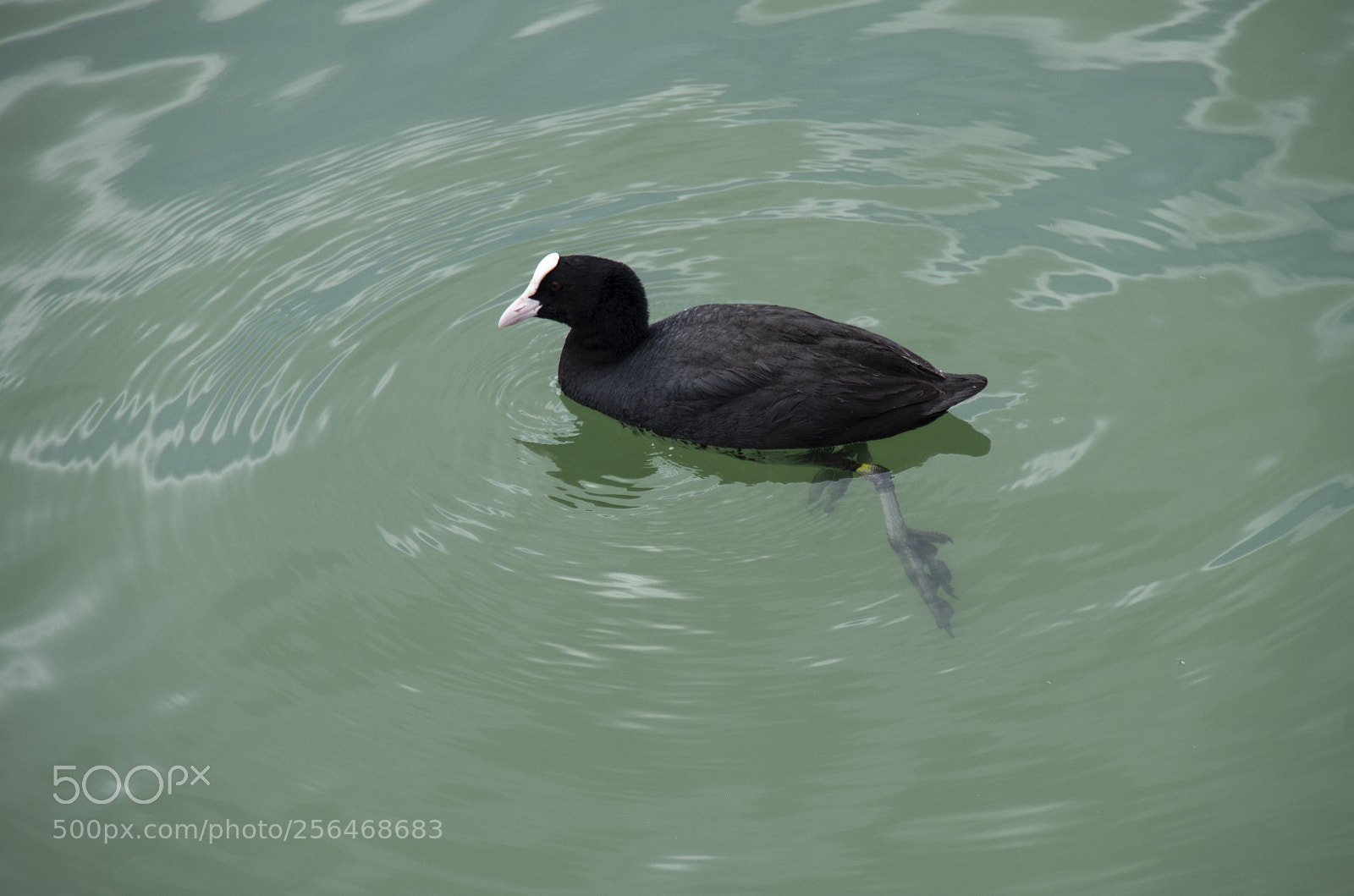 Pentax K-30 sample photo. Paperella in acqua photography