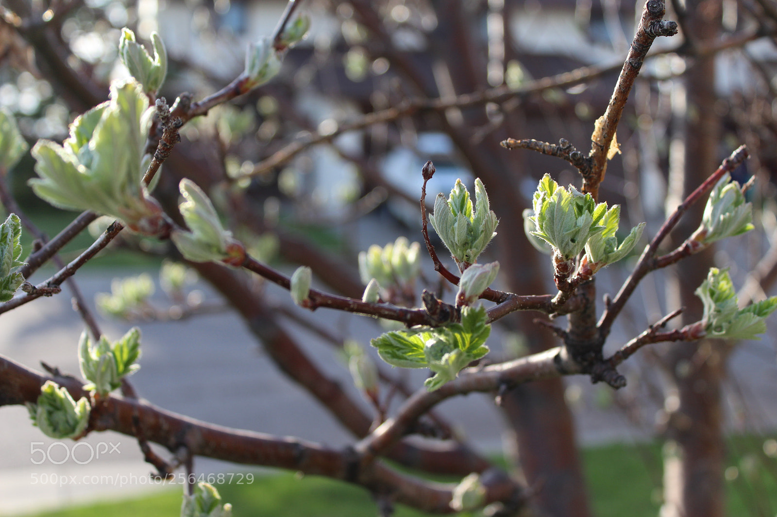 Canon EOS 1200D (EOS Rebel T5 / EOS Kiss X70 / EOS Hi) sample photo. Spring1 photography