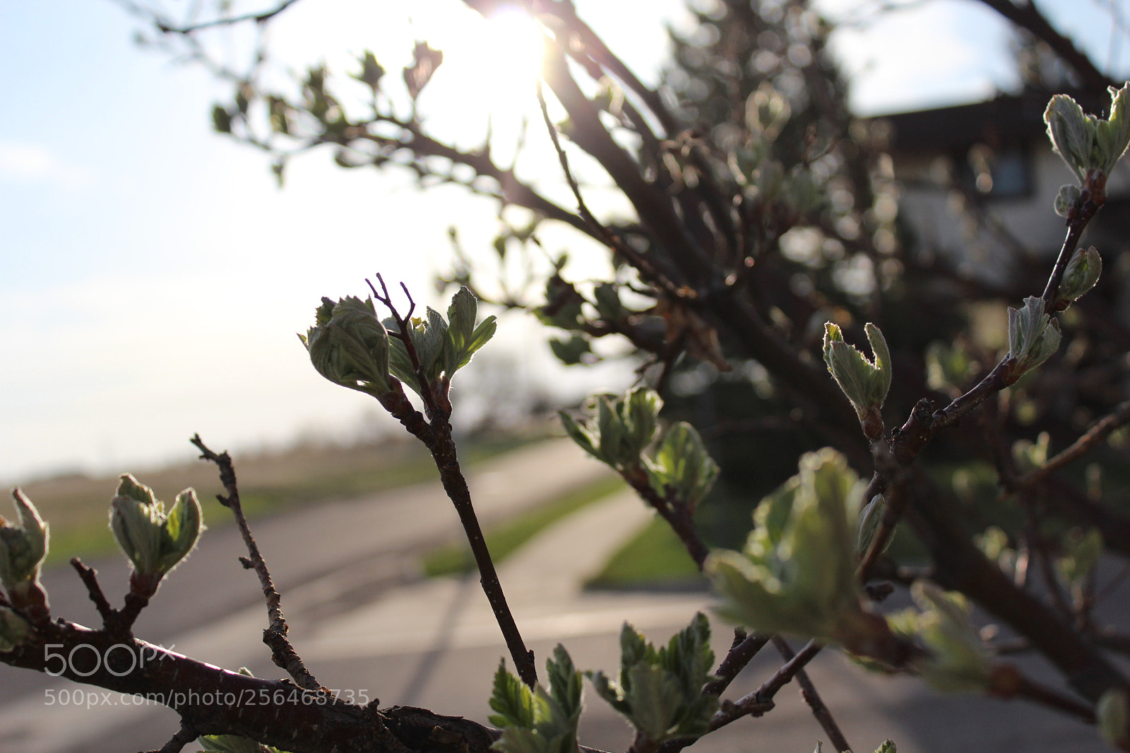 Canon EOS 1200D (EOS Rebel T5 / EOS Kiss X70 / EOS Hi) sample photo. Spring2 photography