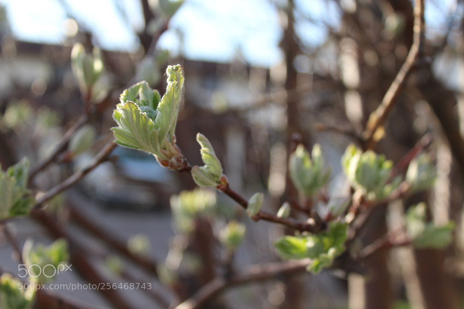 Canon EOS 1200D (EOS Rebel T5 / EOS Kiss X70 / EOS Hi) sample photo. Spring3 photography