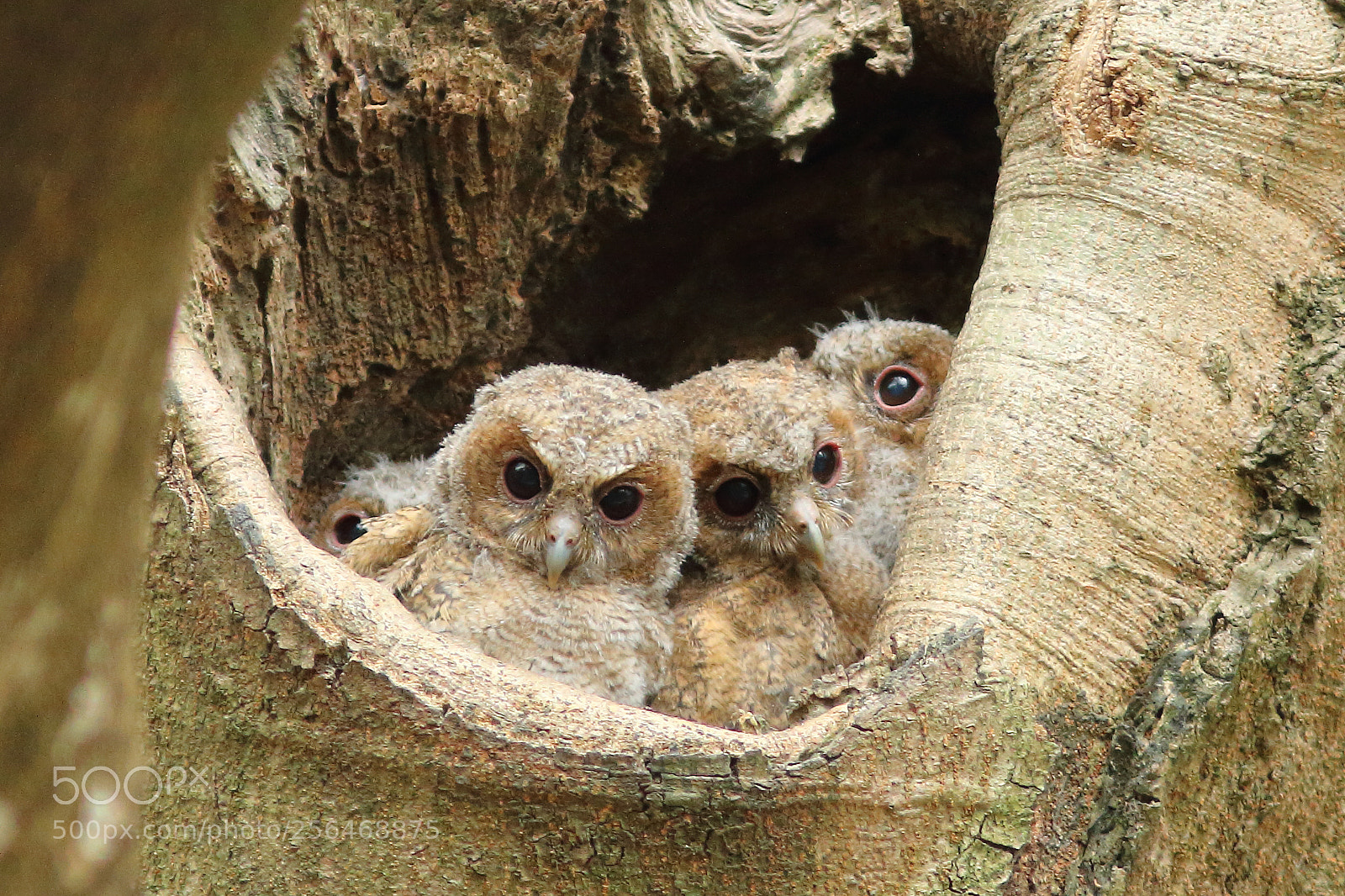 Canon EOS 70D sample photo. Bb collared scops owl photography