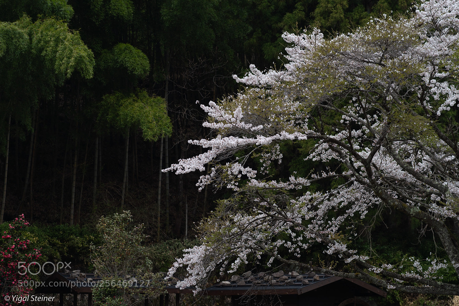 Sony a99 II sample photo. Cherry blosoming photography