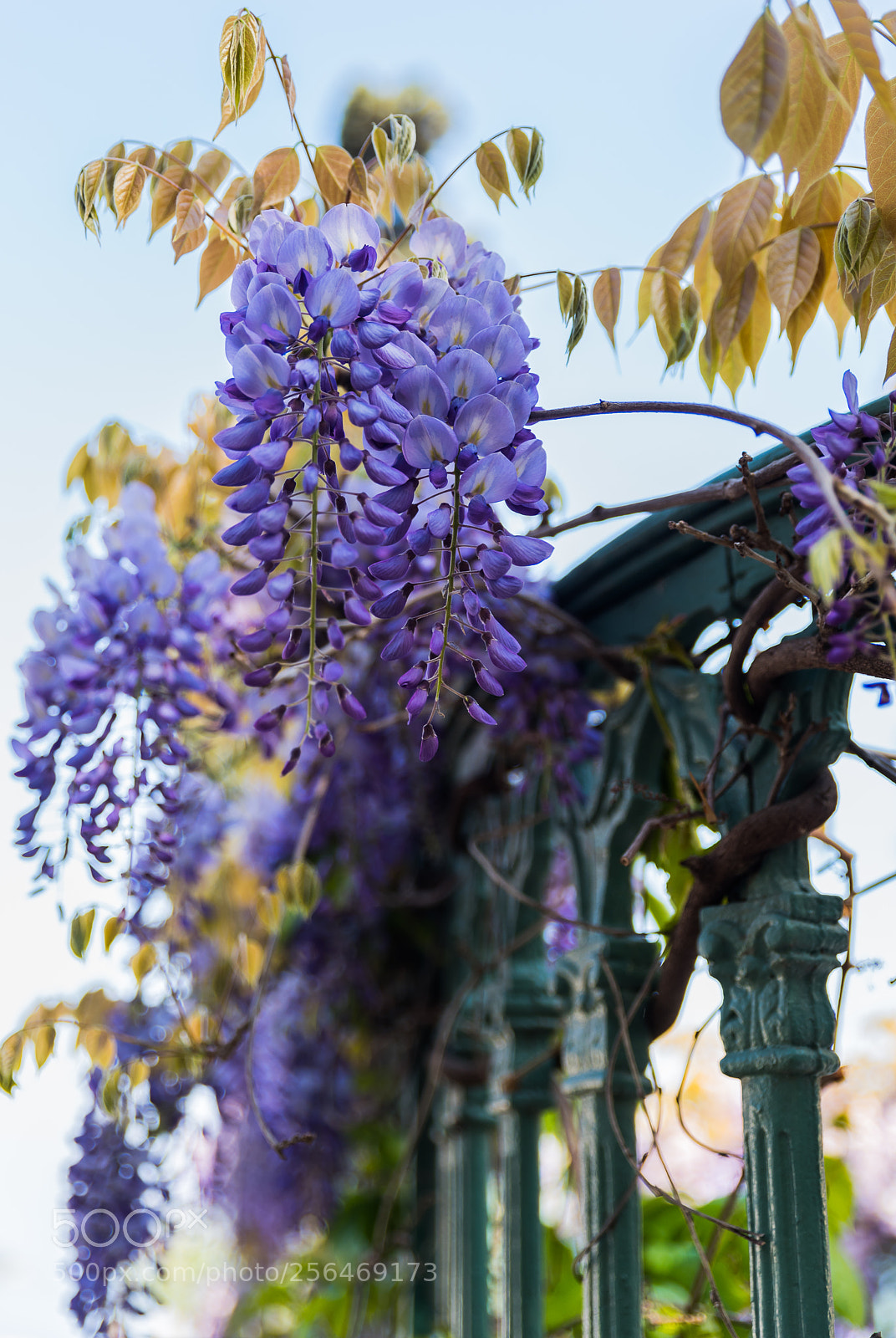 Nikon D750 sample photo. Fllower photography