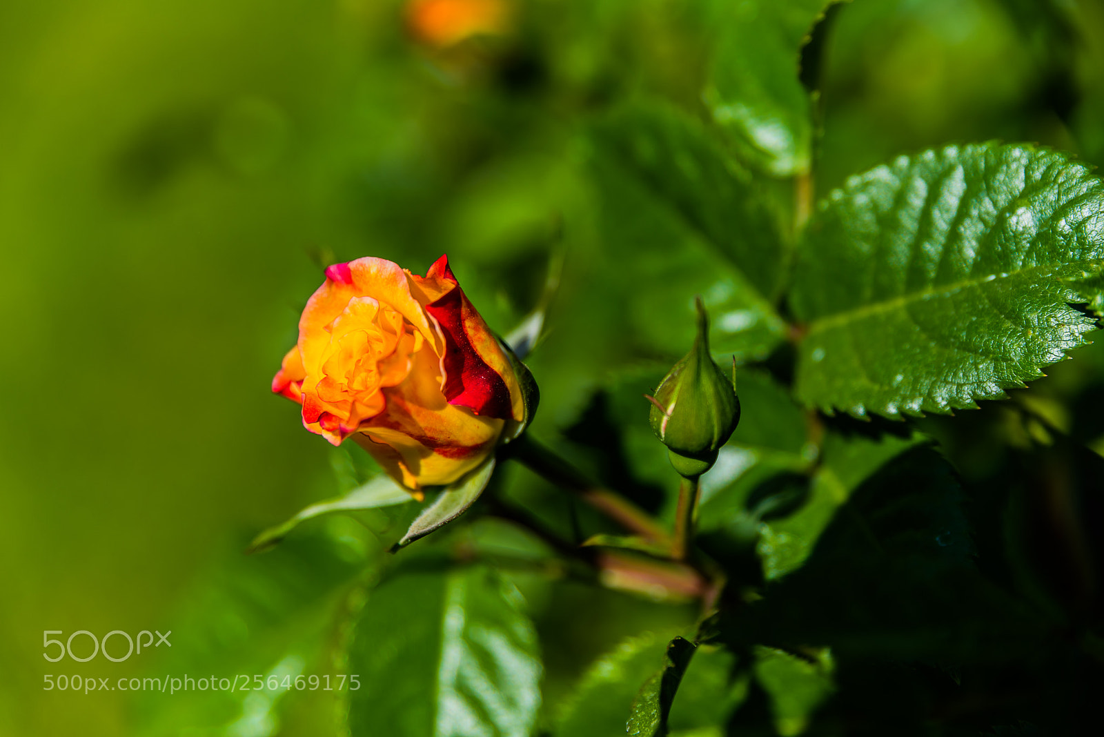 Nikon D750 sample photo. Two color rose photography