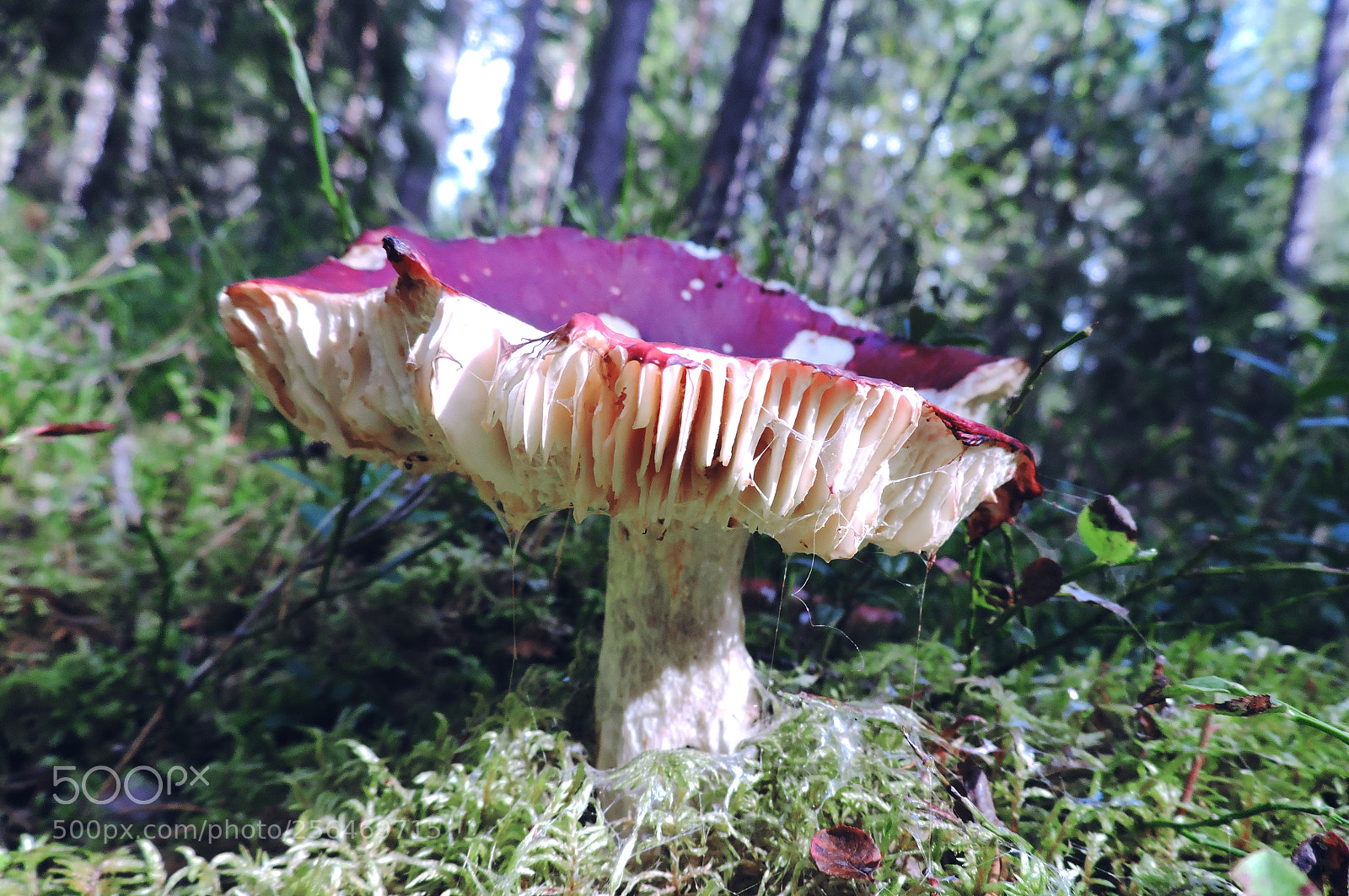 Nikon Coolpix P530 sample photo. Little red riding hood photography