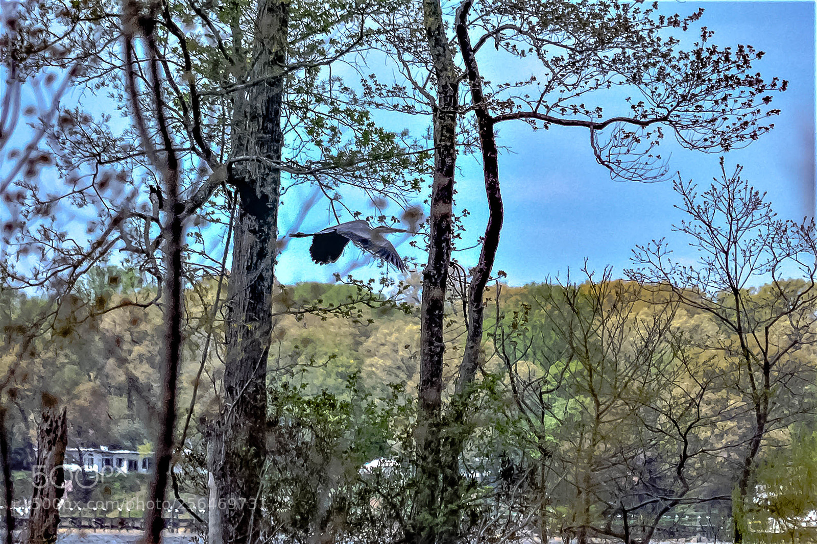 Nikon D5200 sample photo. Great blue #2 photography