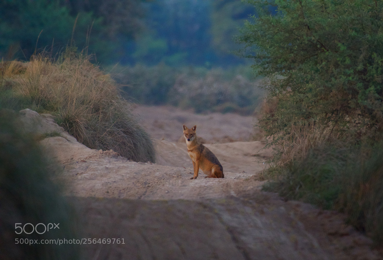 Nikon D500 sample photo. Minding the path photography
