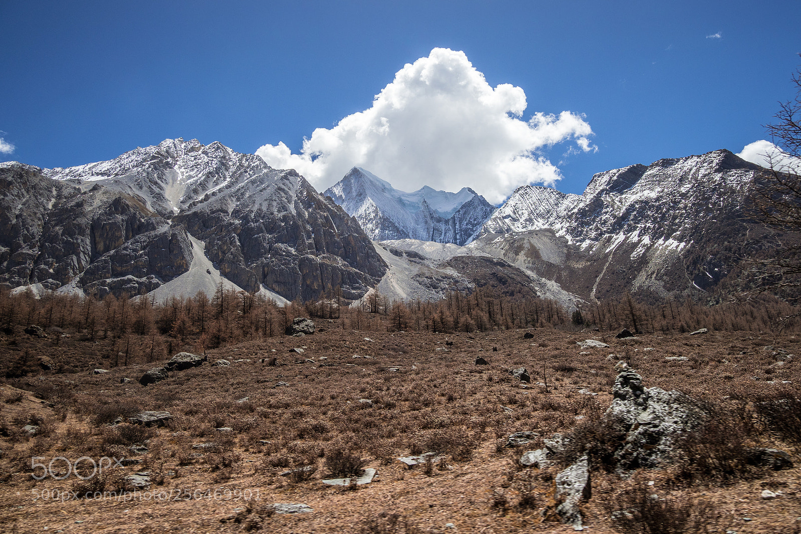 Olympus OM-D E-M1 Mark II sample photo. Yading nature reserve of photography