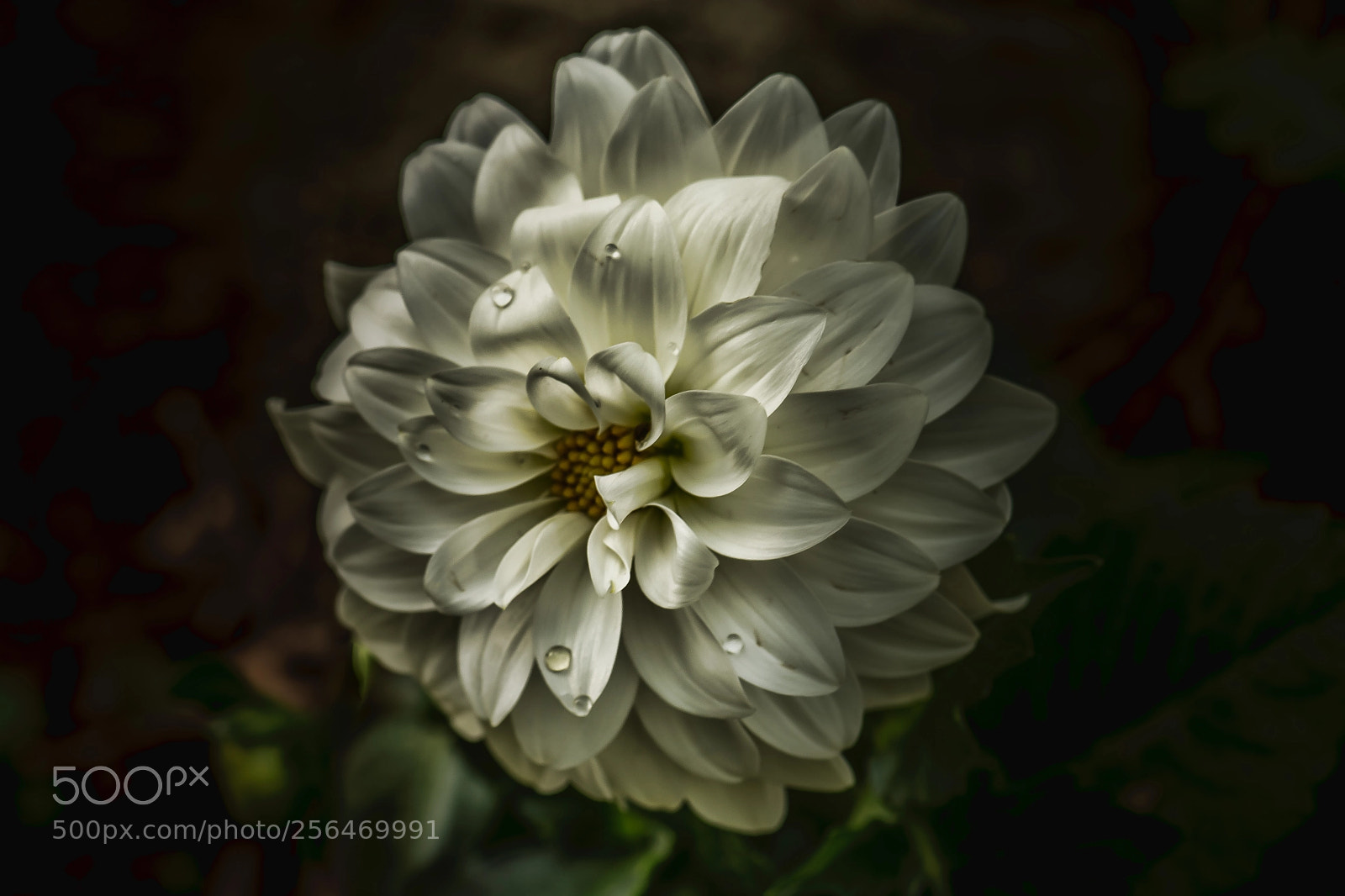 Nikon D7100 sample photo. White sensation photography