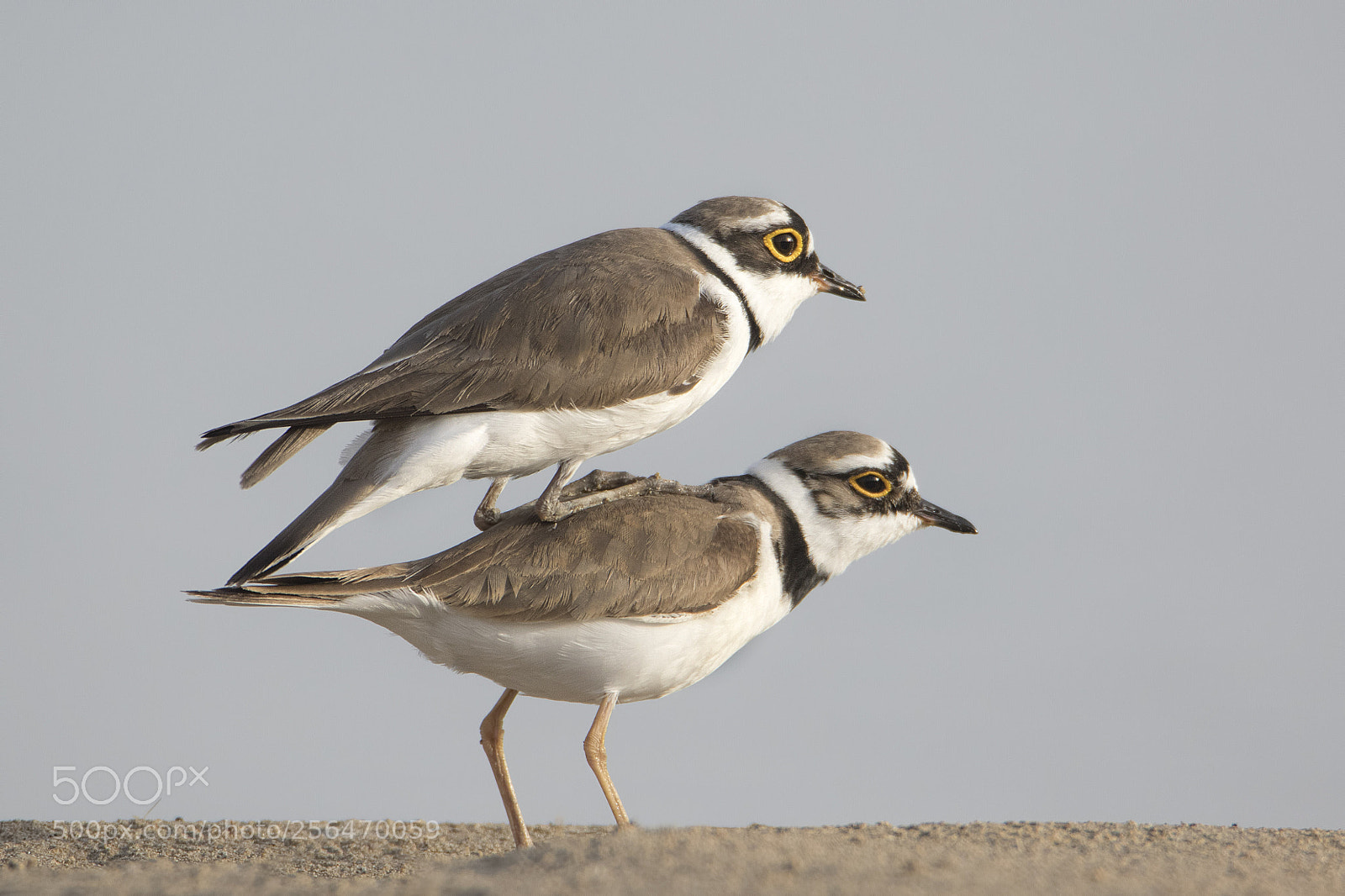Canon EOS 7D Mark II sample photo. Little ringed plover love :) photography
