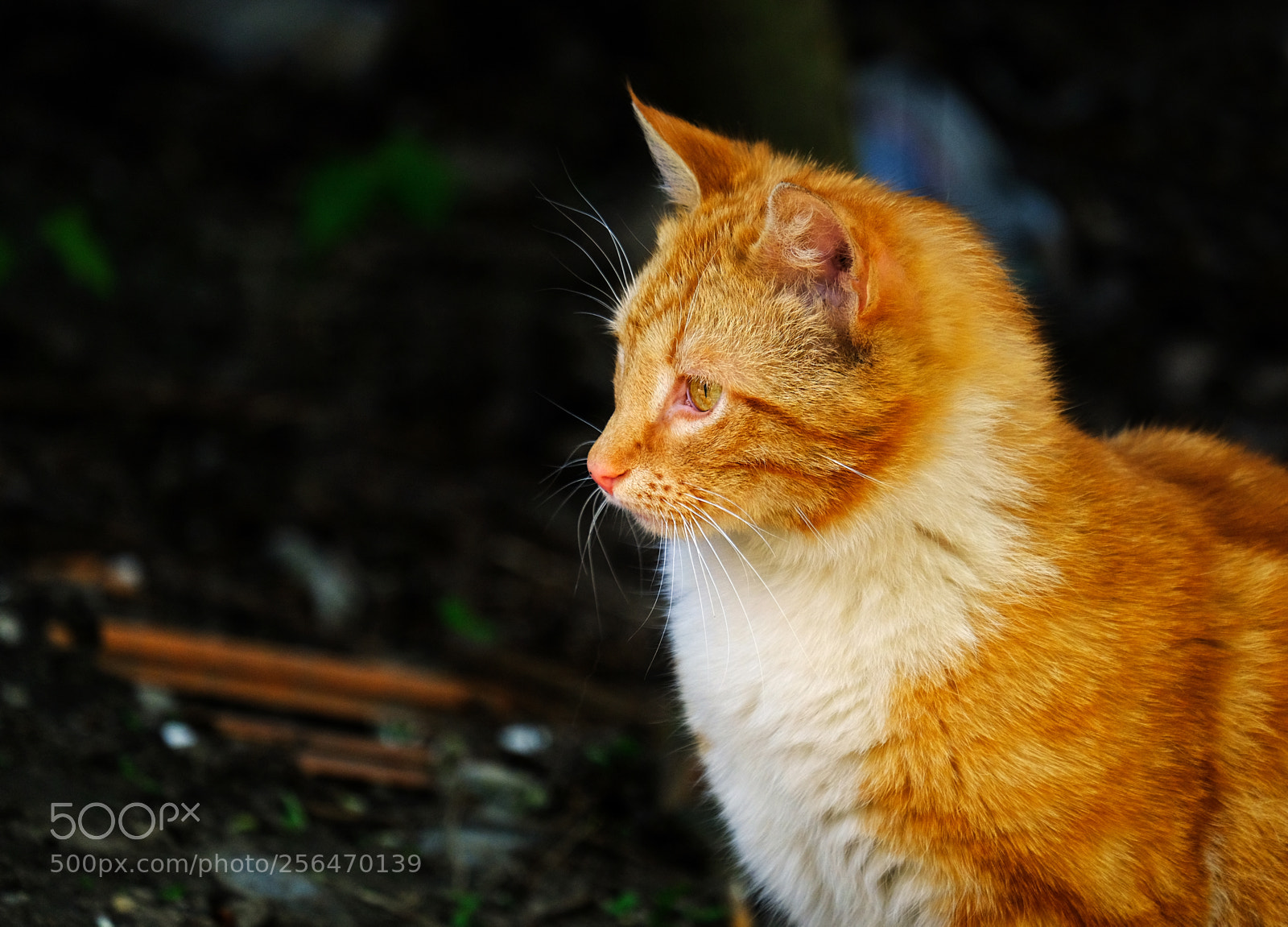 Fujifilm X-T20 sample photo. Fiery red cat with photography