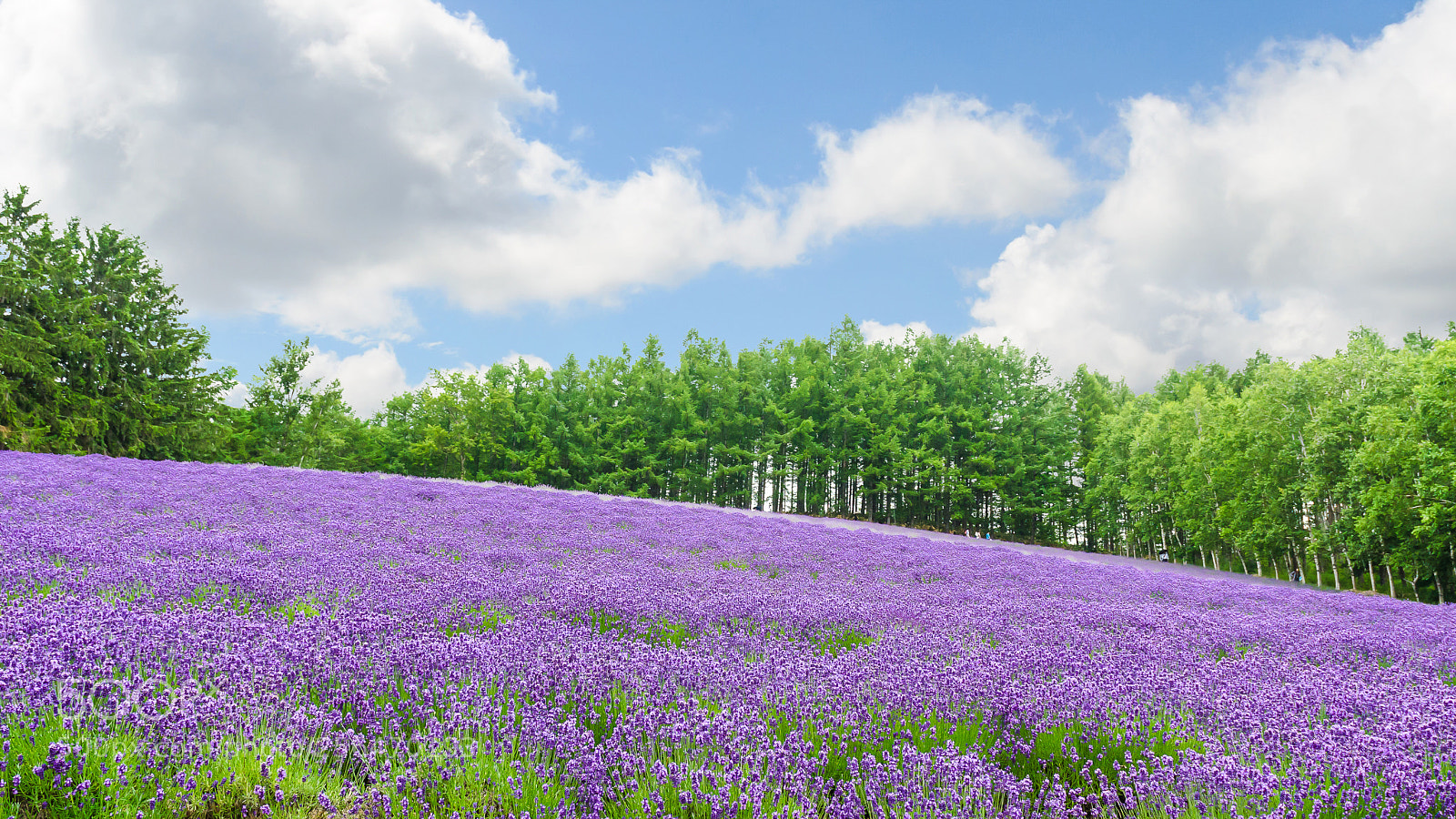 Nikon D5100 sample photo. Lavender field in summer photography