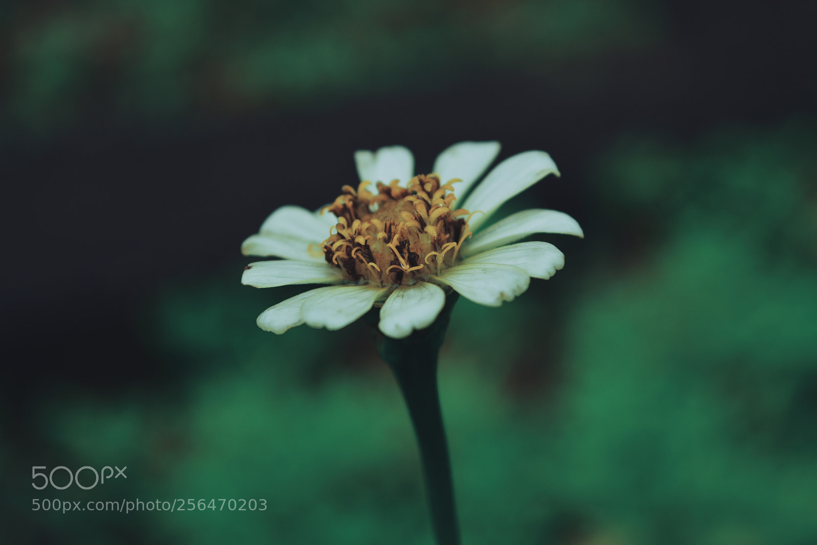 Nikon D5200 sample photo. Posers of nature photography