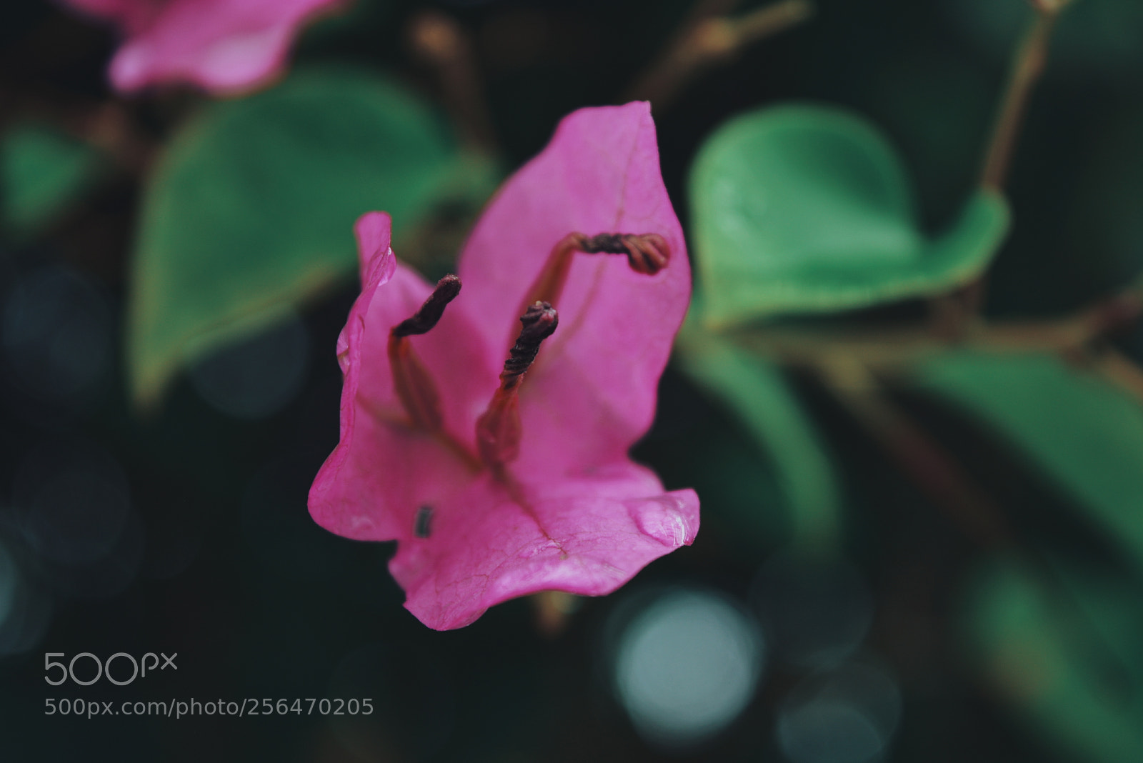 Nikon D5200 sample photo. Posers of nature photography