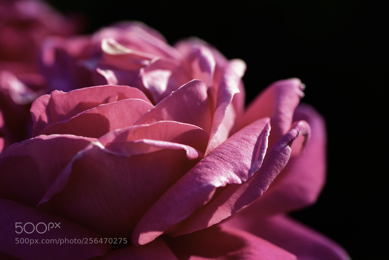 Nikon D750 sample photo. Petals photography