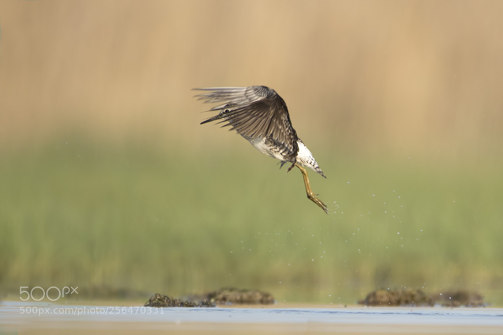 Canon EOS 7D Mark II sample photo. Wood sandpiper - orman photography