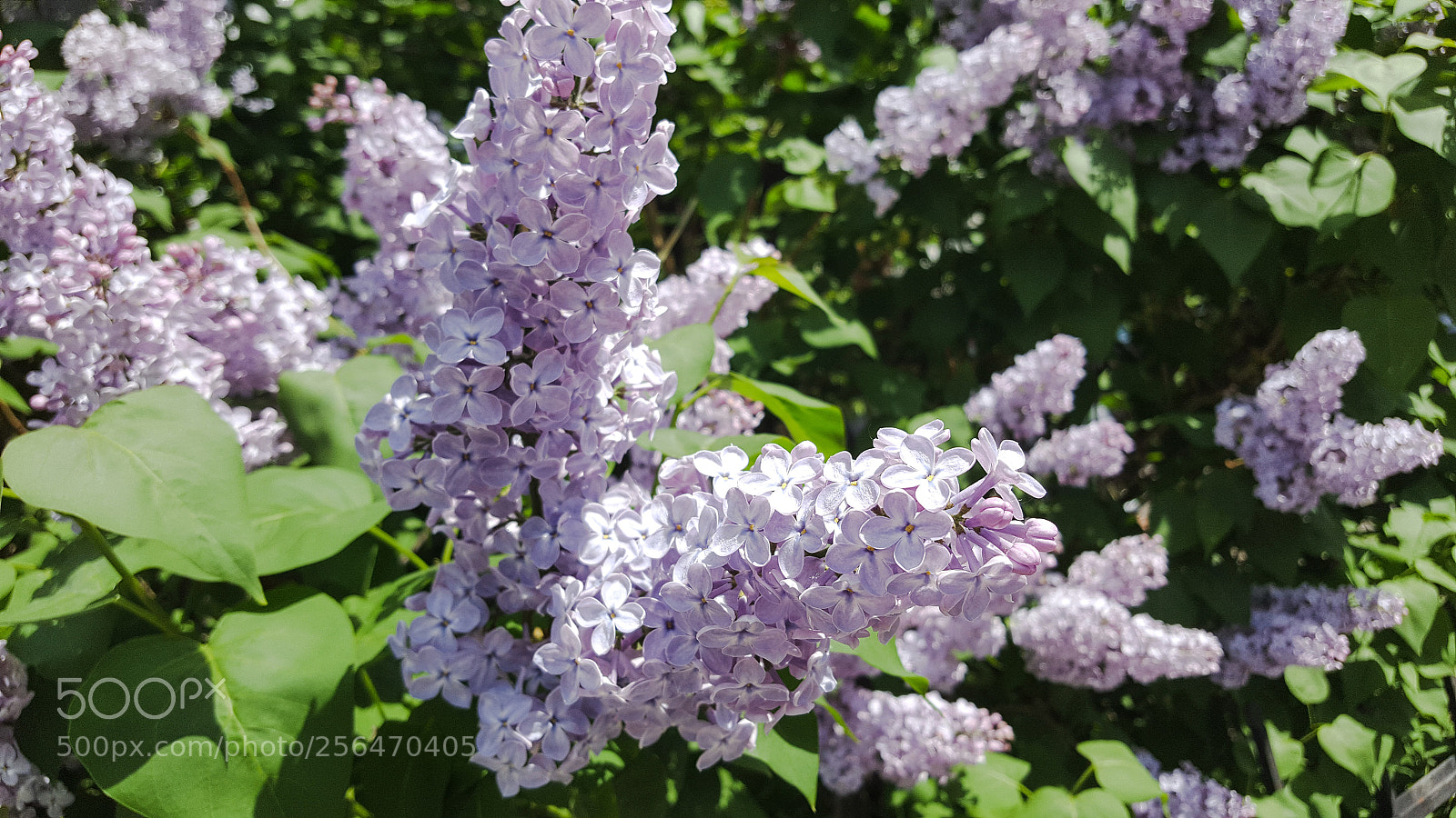 Samsung GALAXY S6 edge sample photo. Springtime photography