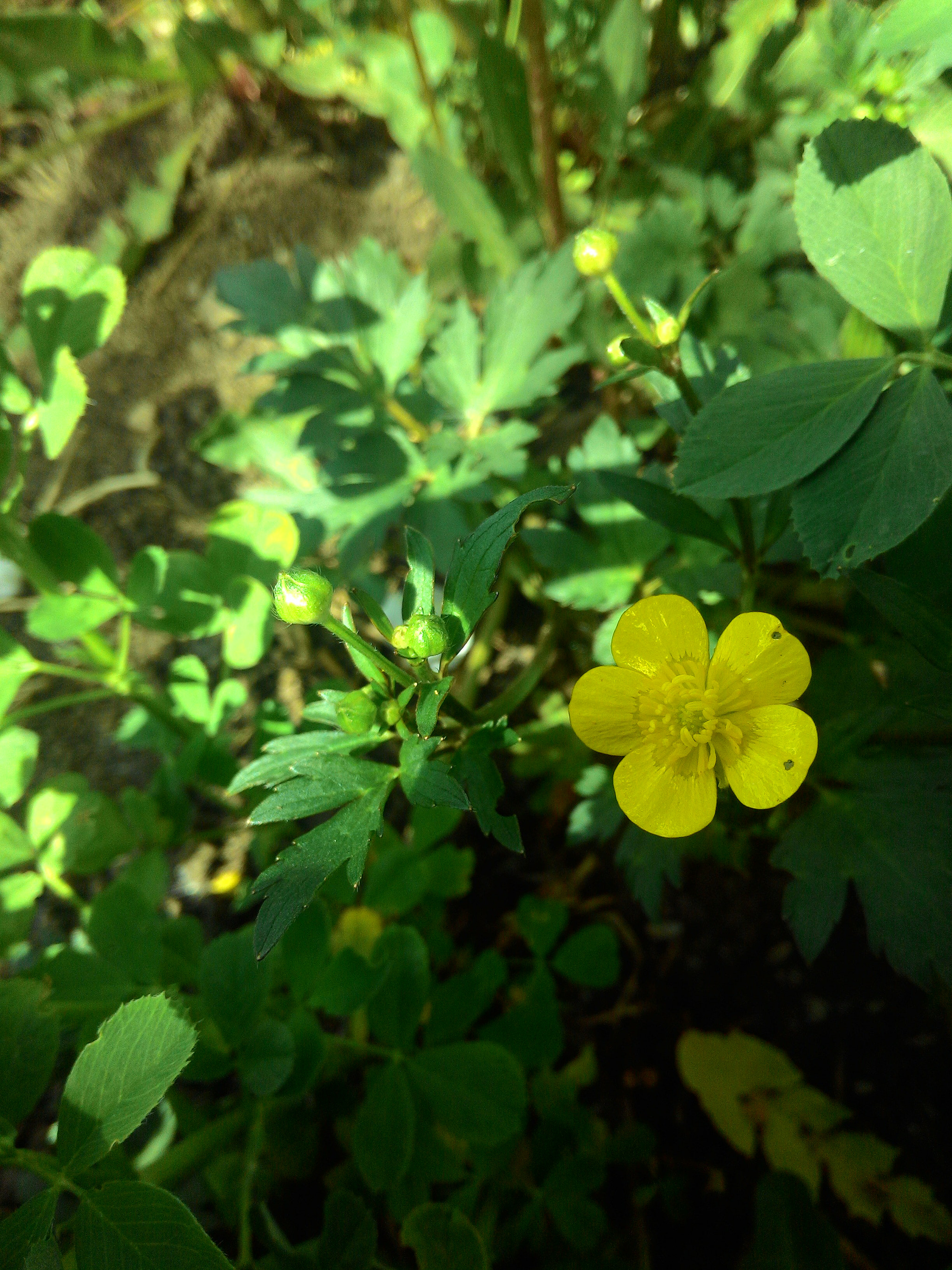 ASUS Z002 sample photo. Lovely buttercup) photography