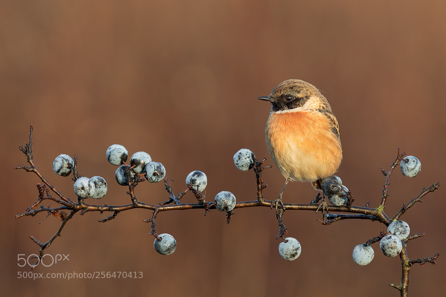 Canon EOS 5D Mark IV sample photo. European stonechat on 4000px photography