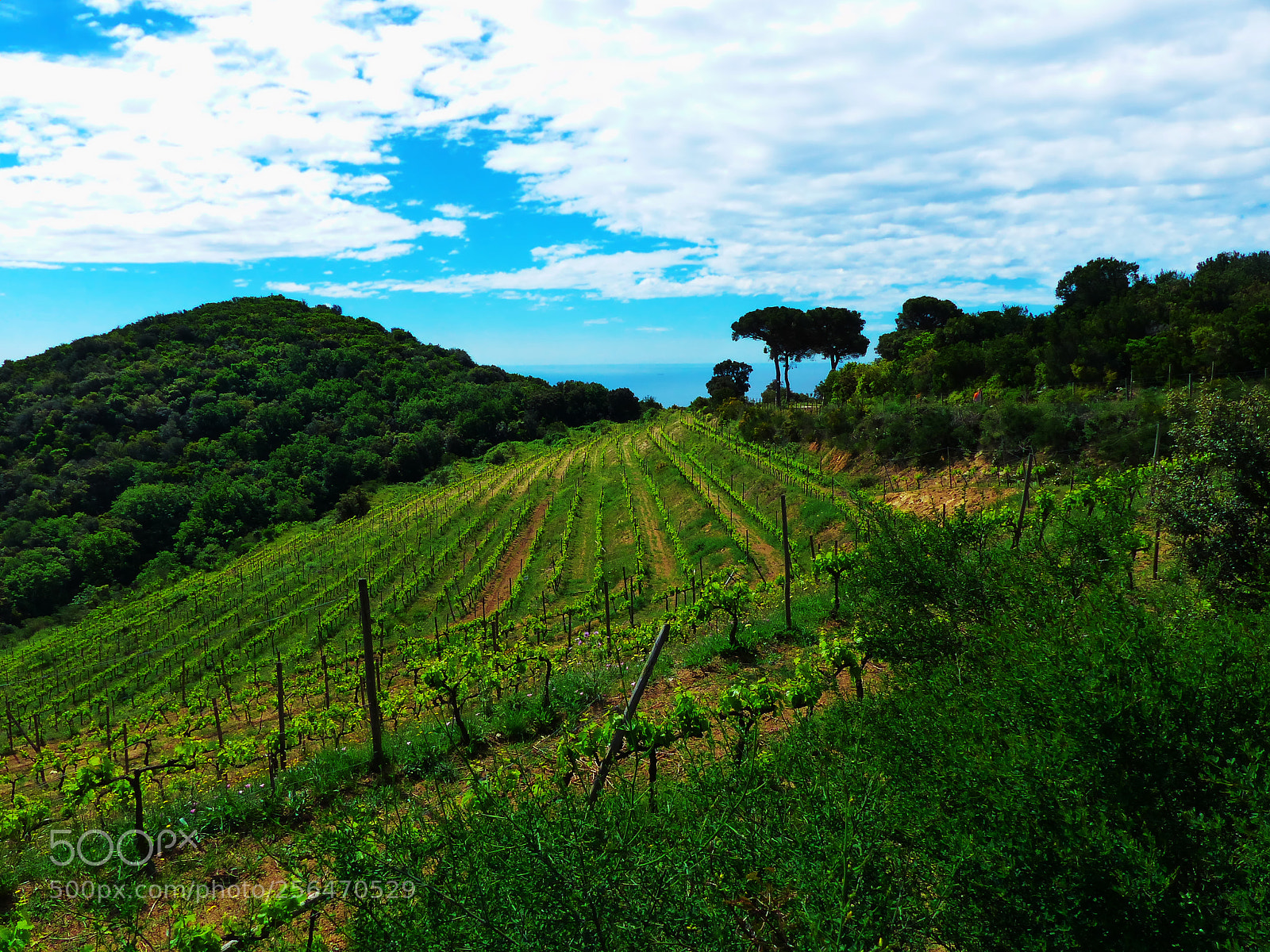 Panasonic Lumix DMC-FZ200 sample photo. Vinyes verdes vora el photography